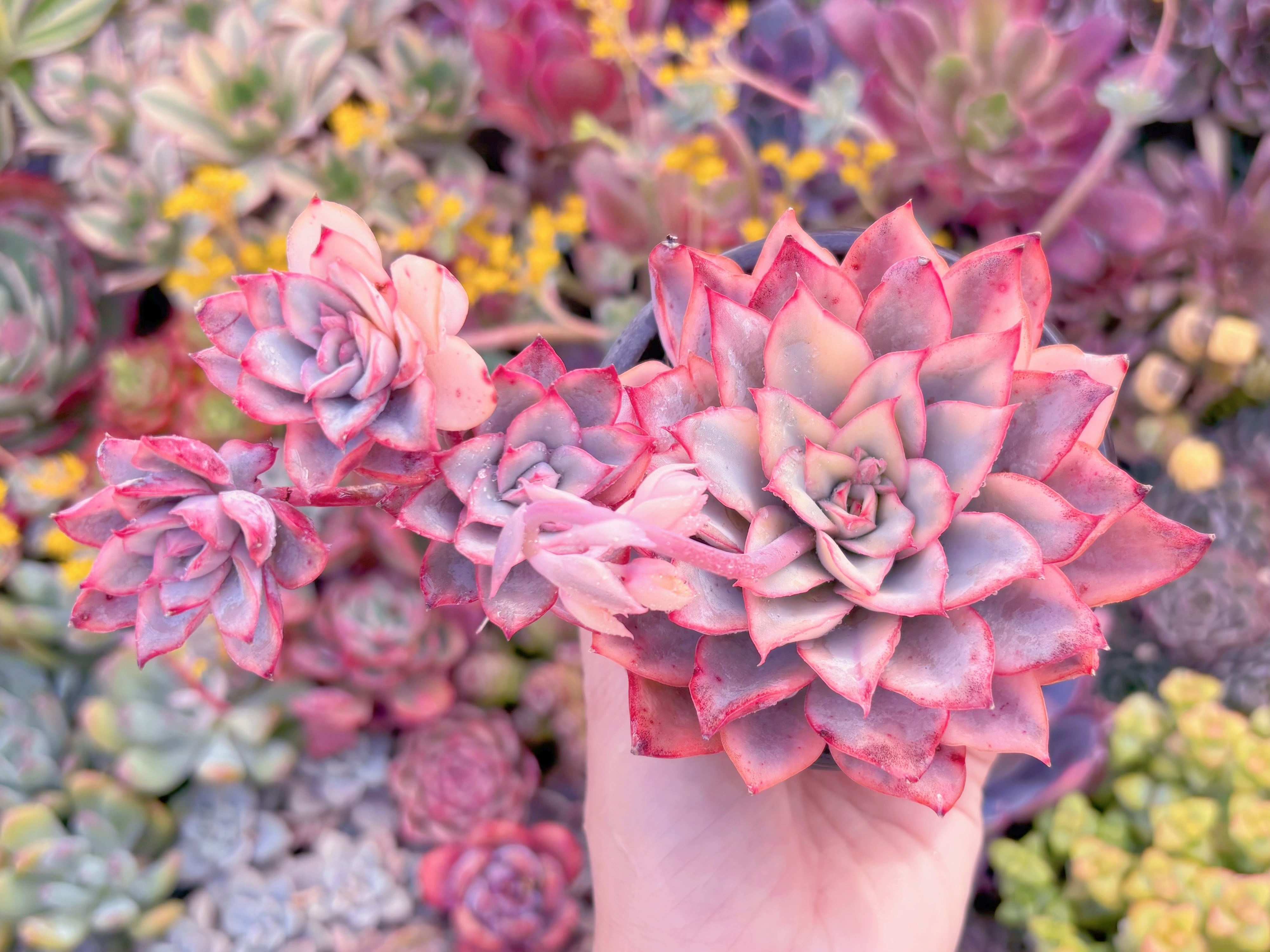 現品　月光女神錦#M272　大苗　群生　るる農園