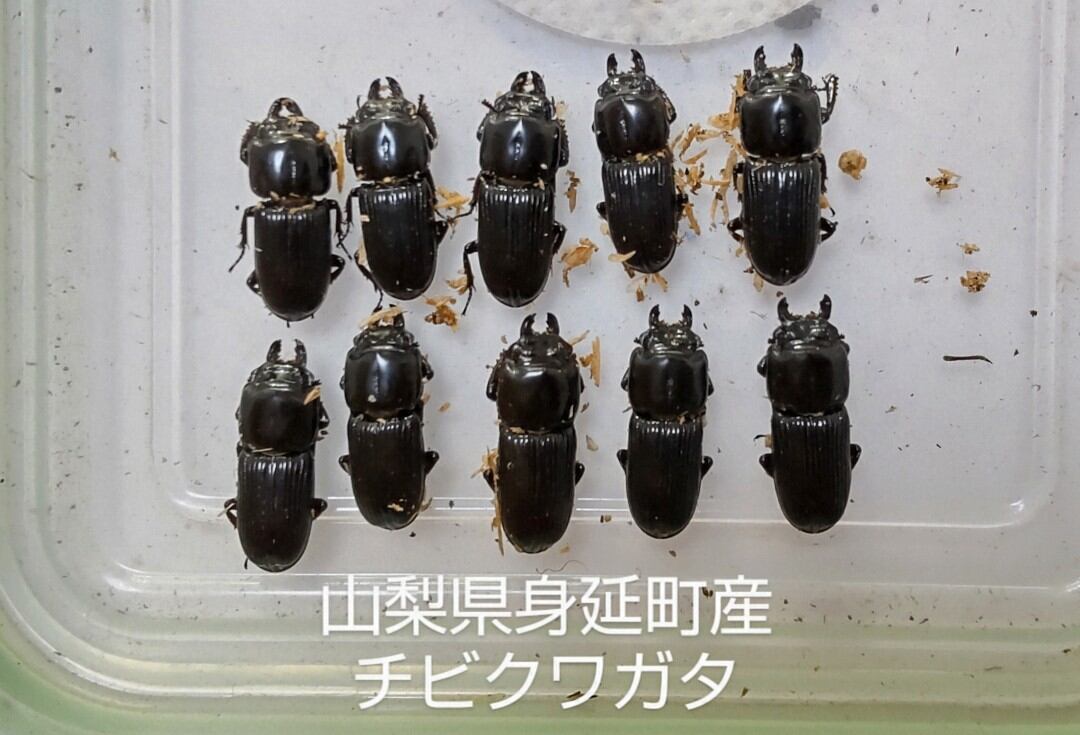 山梨県産 オニクワガタ 3令幼虫10頭 オニクワガタ(静岡県富士宮市