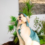 【PUPPYGALLERY公式】Jelly Bear Tank Top　4XL-5XL