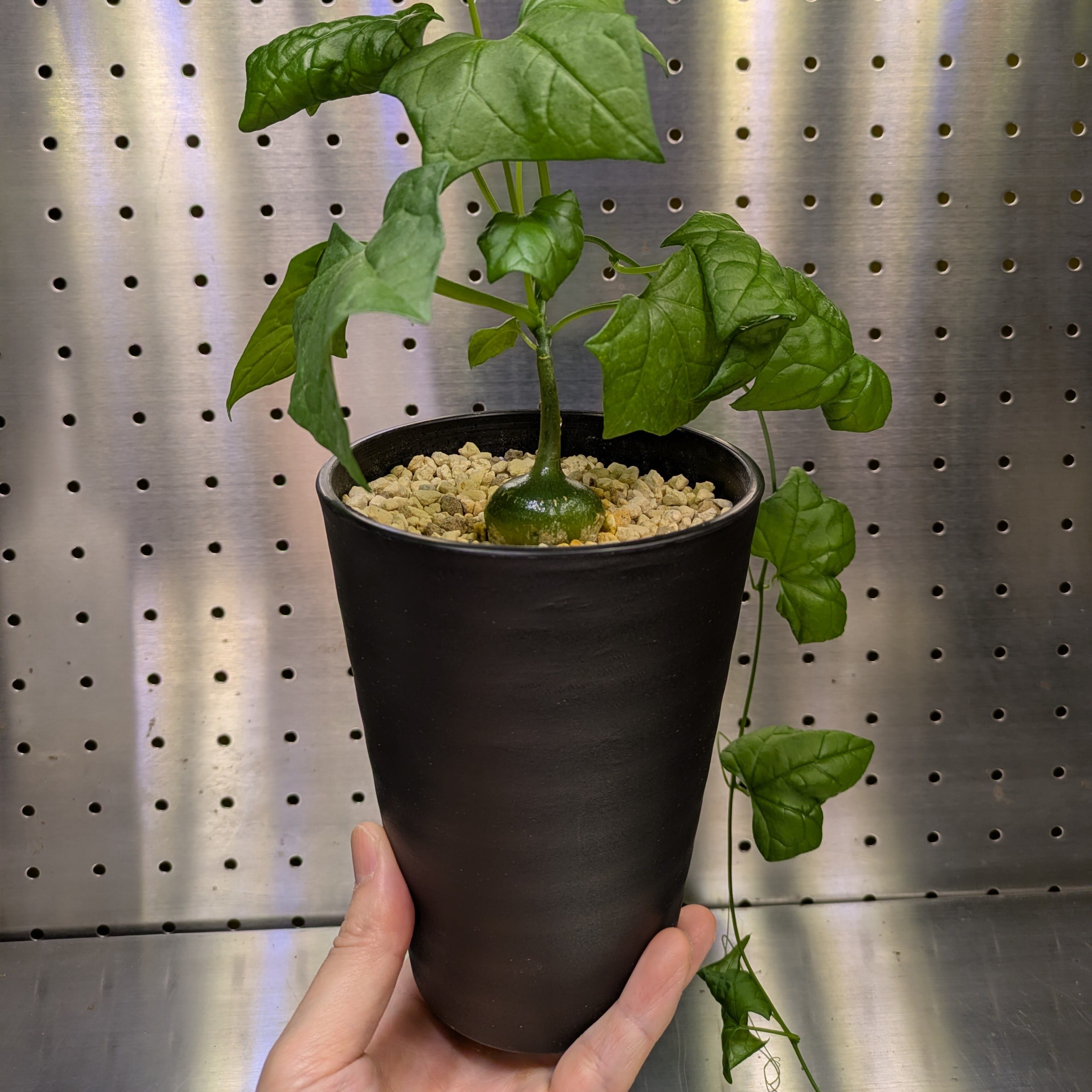 光堂 パキポディウム・ナマクアナム【実生株】鉢・鉢皿セット