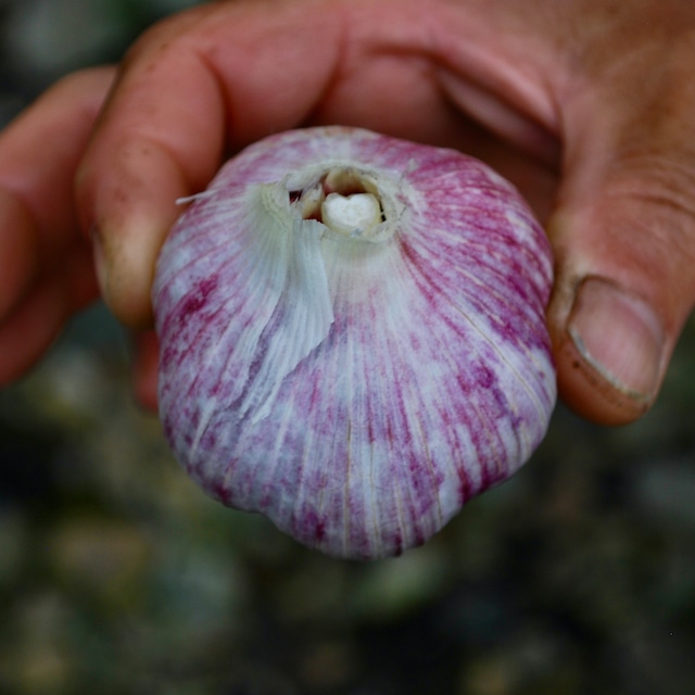 〔伝承野菜〕L赤大蒜2kg