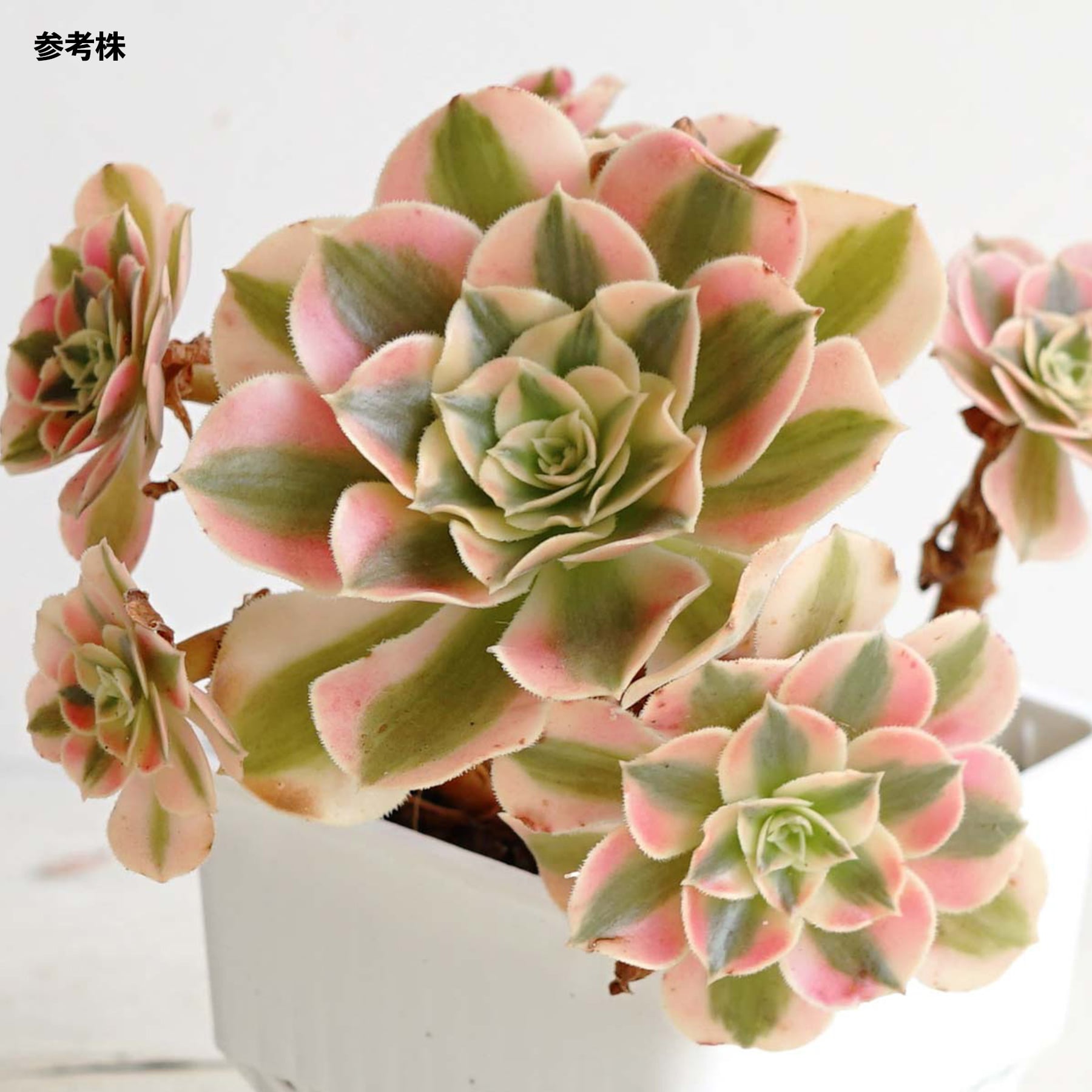 カット苗 アエオニウム ピンクウィッチ Aeonium  