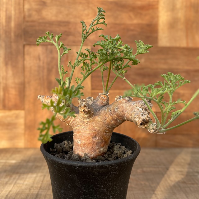 Pelargonium ceratophyllum【ペラルゴニウム・セラトフィルム】