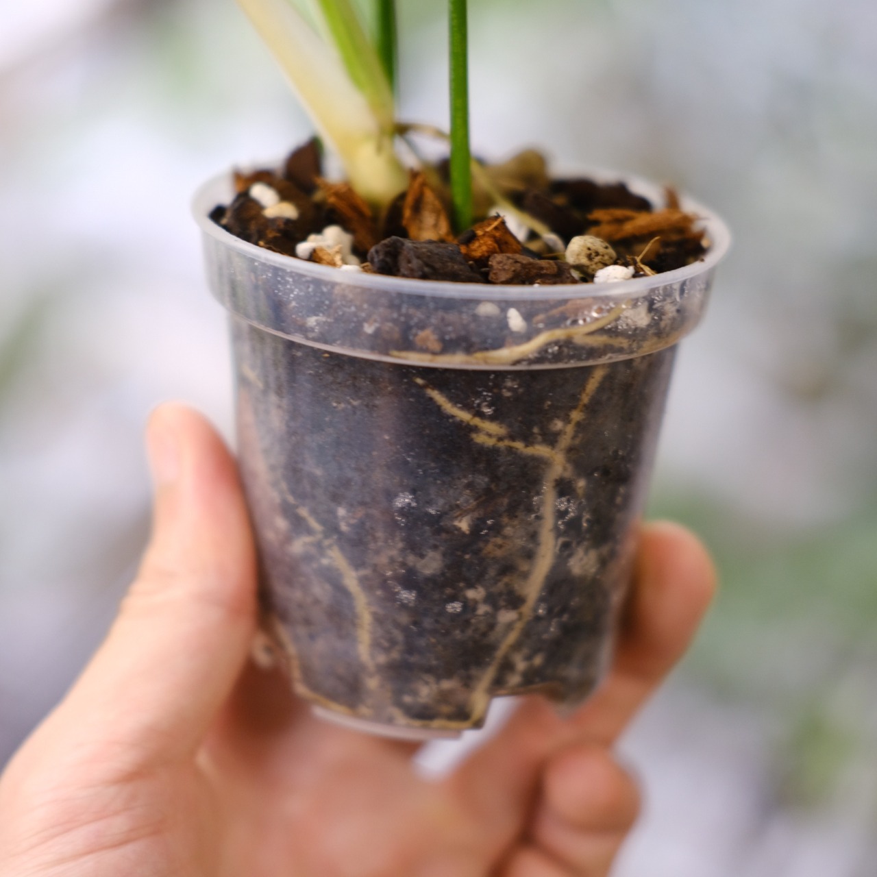 フィロデンドロン テヌー / Philodendron tenue⑥ / 観葉植物