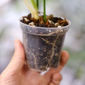 フィロデンドロン テヌー / Philodendron tenue⑥ / 観葉植物