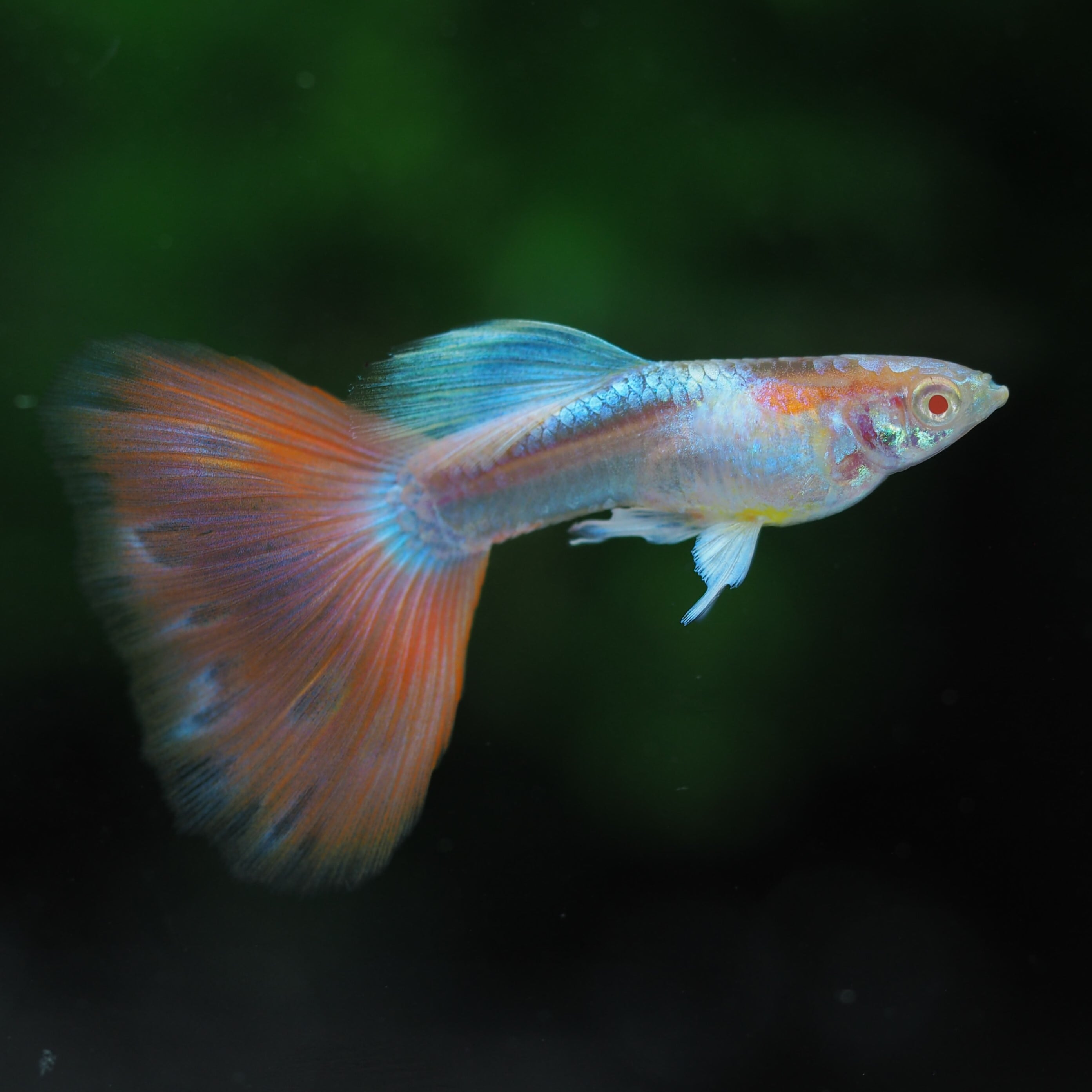 レッド ドラゴン リッボン グッピー