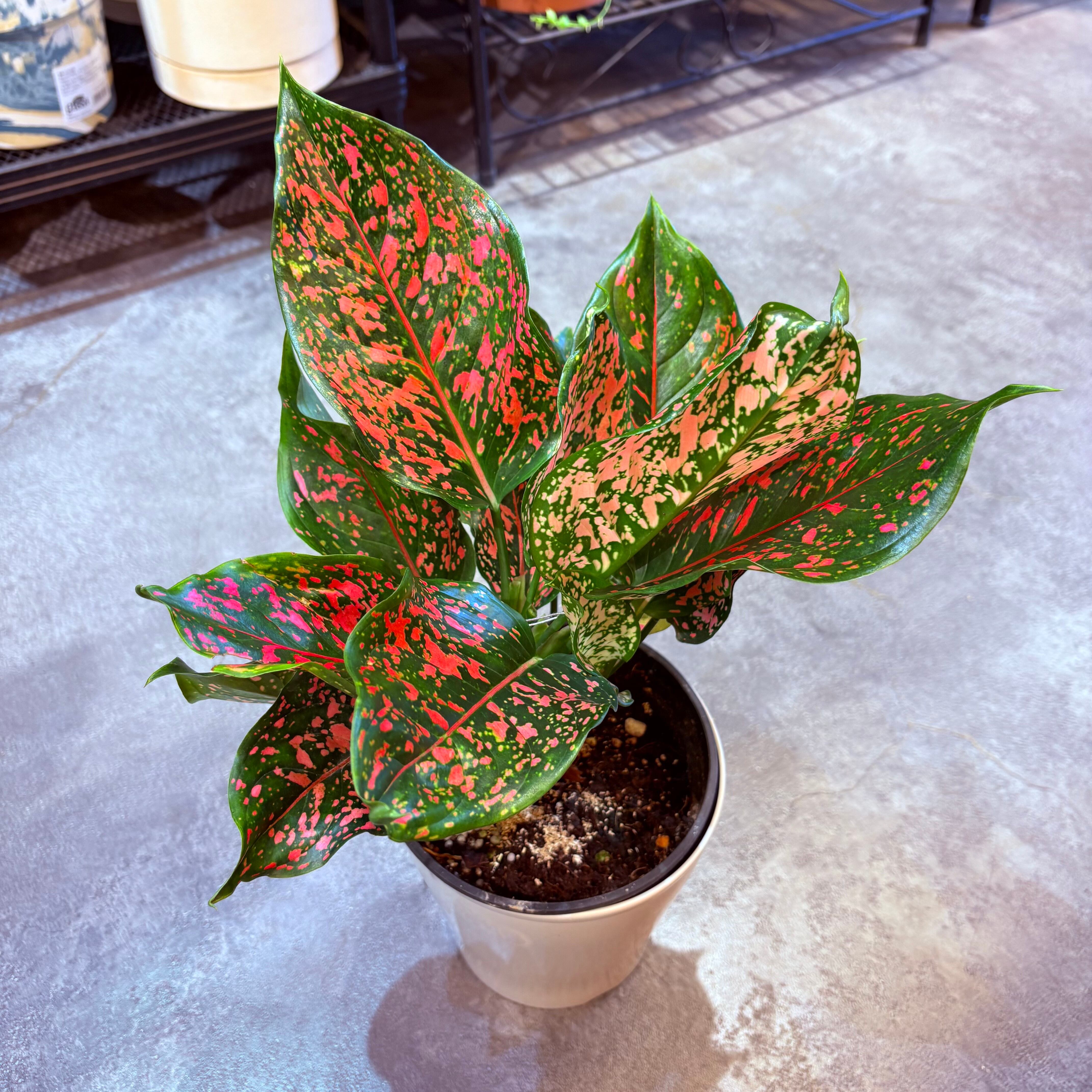 アグラオネマ ゾニラ (赤の強いタイプ) 1株 アグラオネマ ゾニラ (赤の強いタイプ) 1株 アグラオネマ ゾニラ (赤の