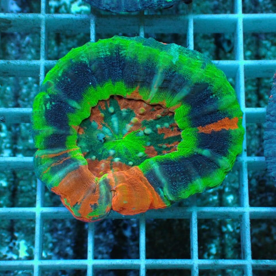 ネット入り天然ライブロック(クラッシュ)500g | HOUSE REEF(ハウス