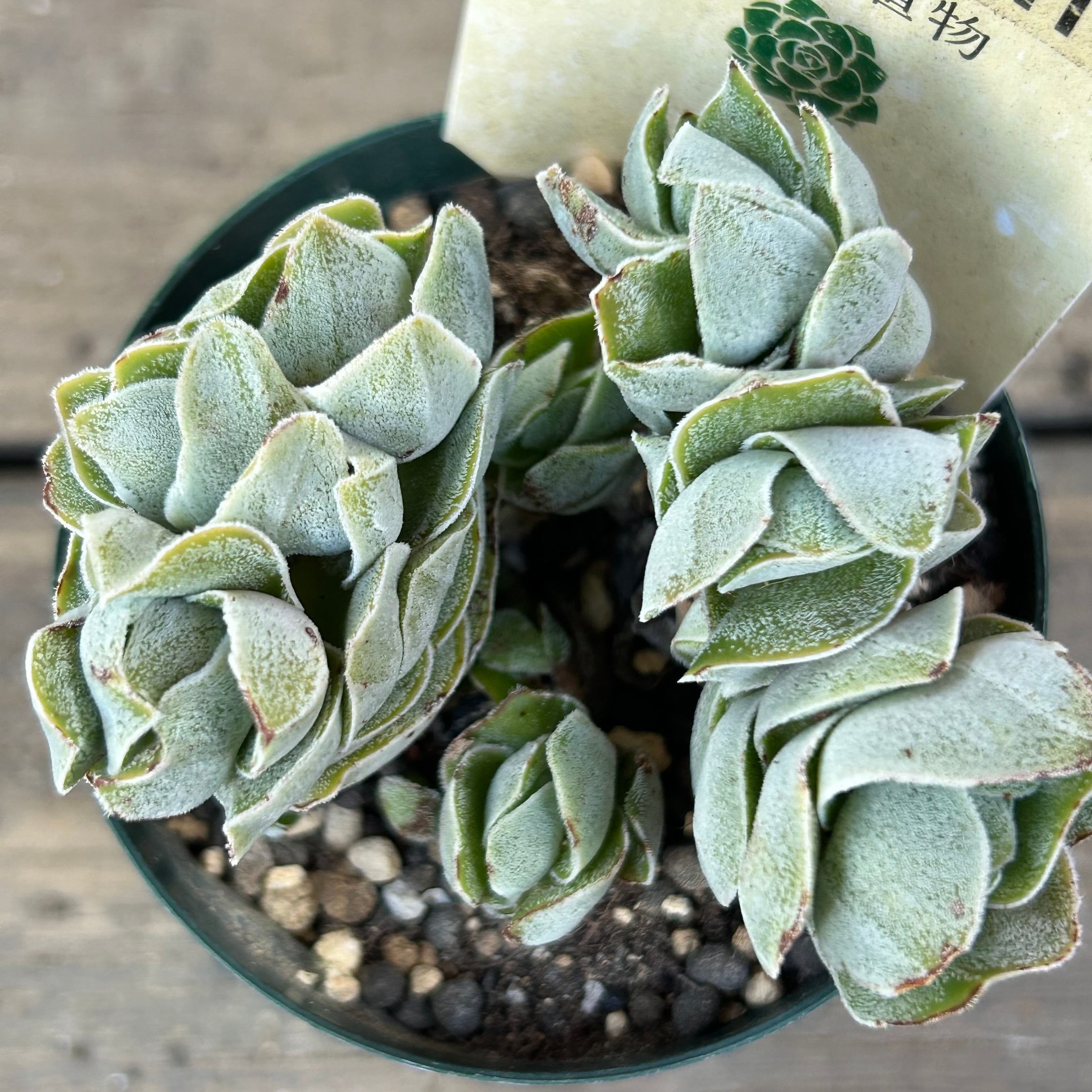 京都府K専用アイボリーパゴダ | RuPo 多肉植物専門店