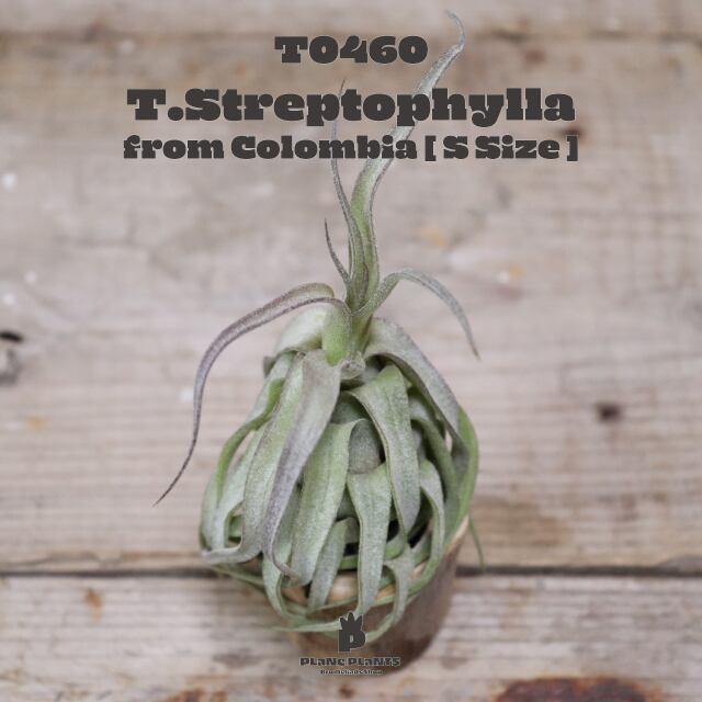 【送料無料】ストレプトフィラS〔エアプランツ〕現品発送T0460