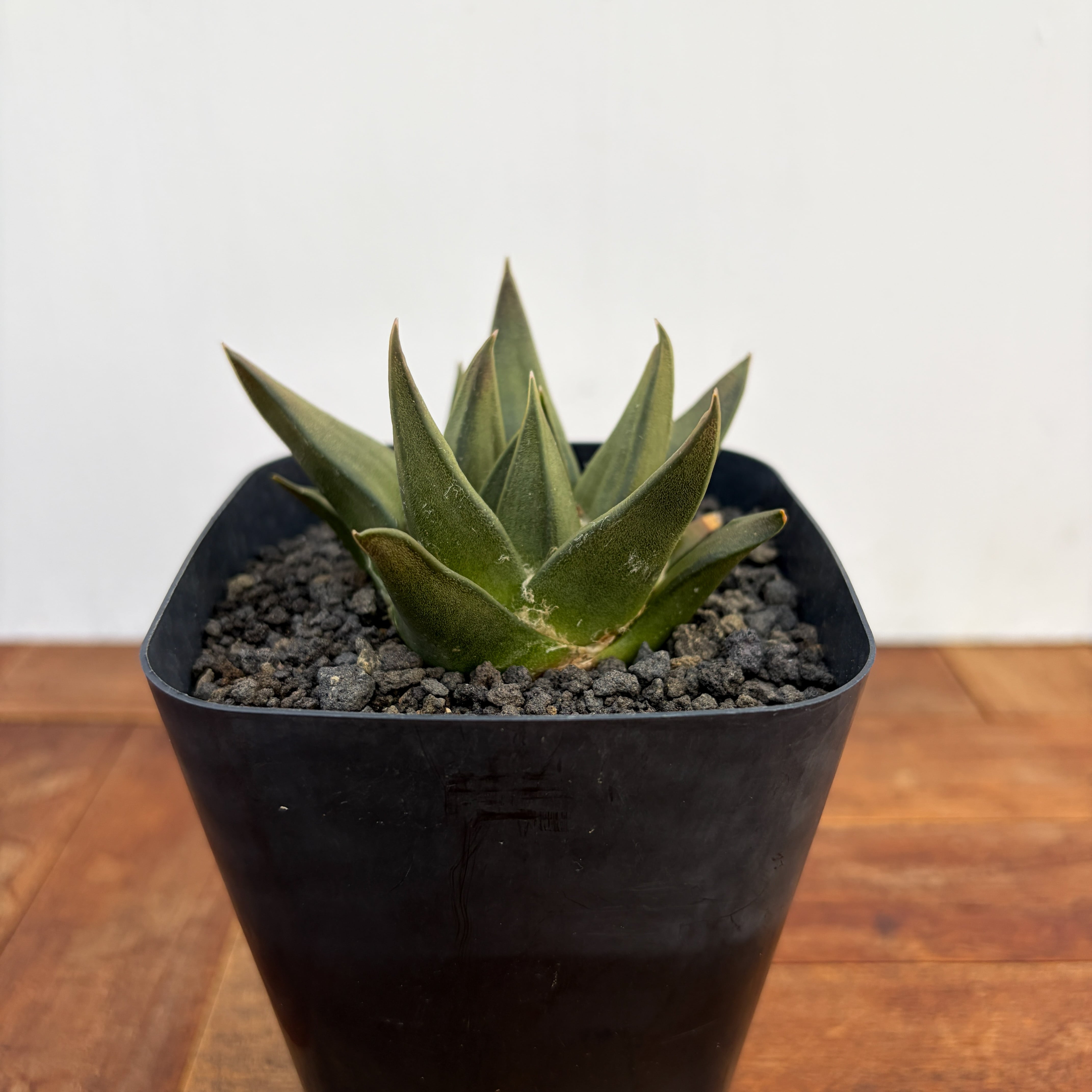 Ariocarpus trigonus 【アリオカルプス・短疣三角牡丹・実生