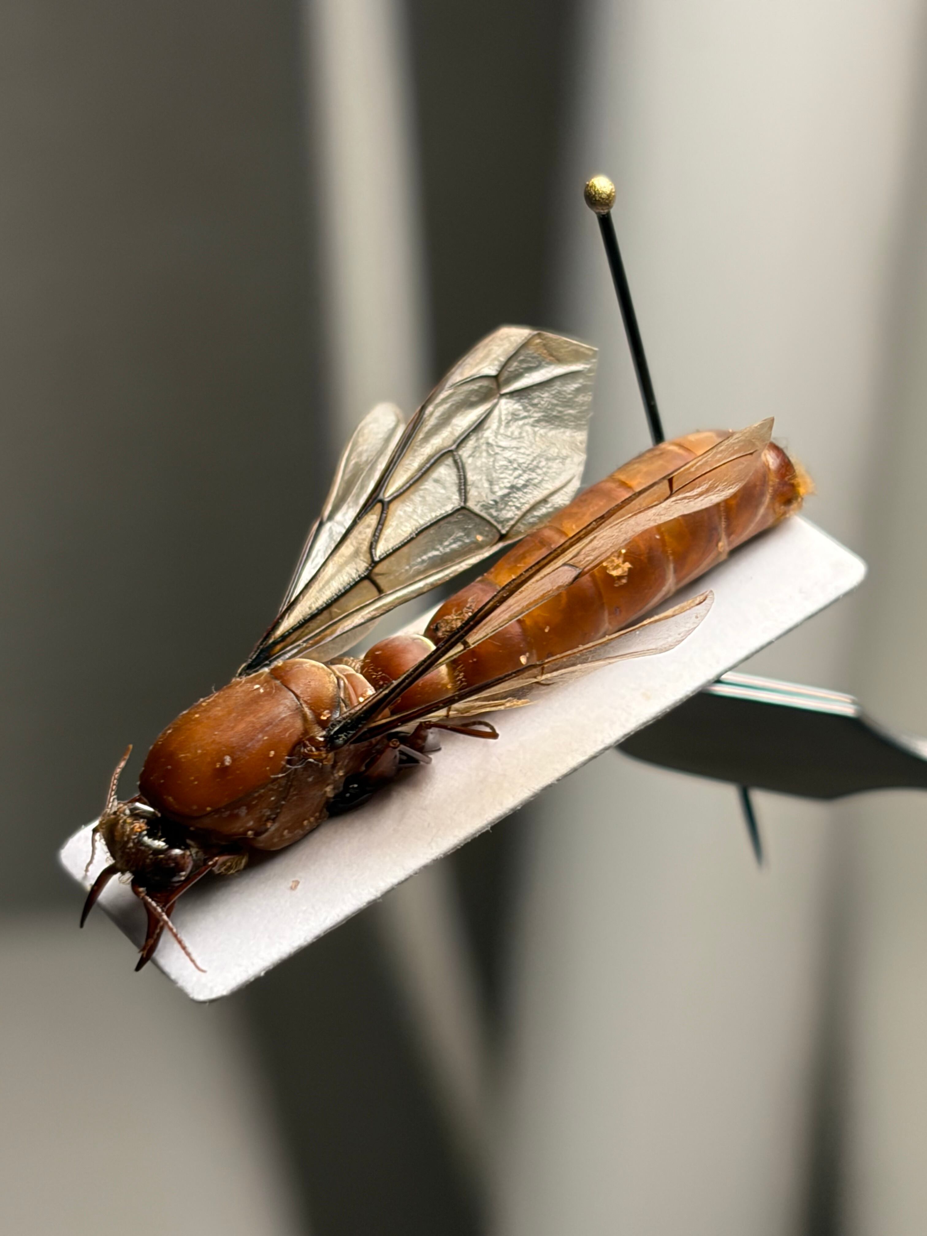 【専用標本】サスライアリの一種？ ドライバーアリ Dorylus sp.カマキリ 翅半開標本】サスライアリの一種 ドライバーアリ ソーセージアント