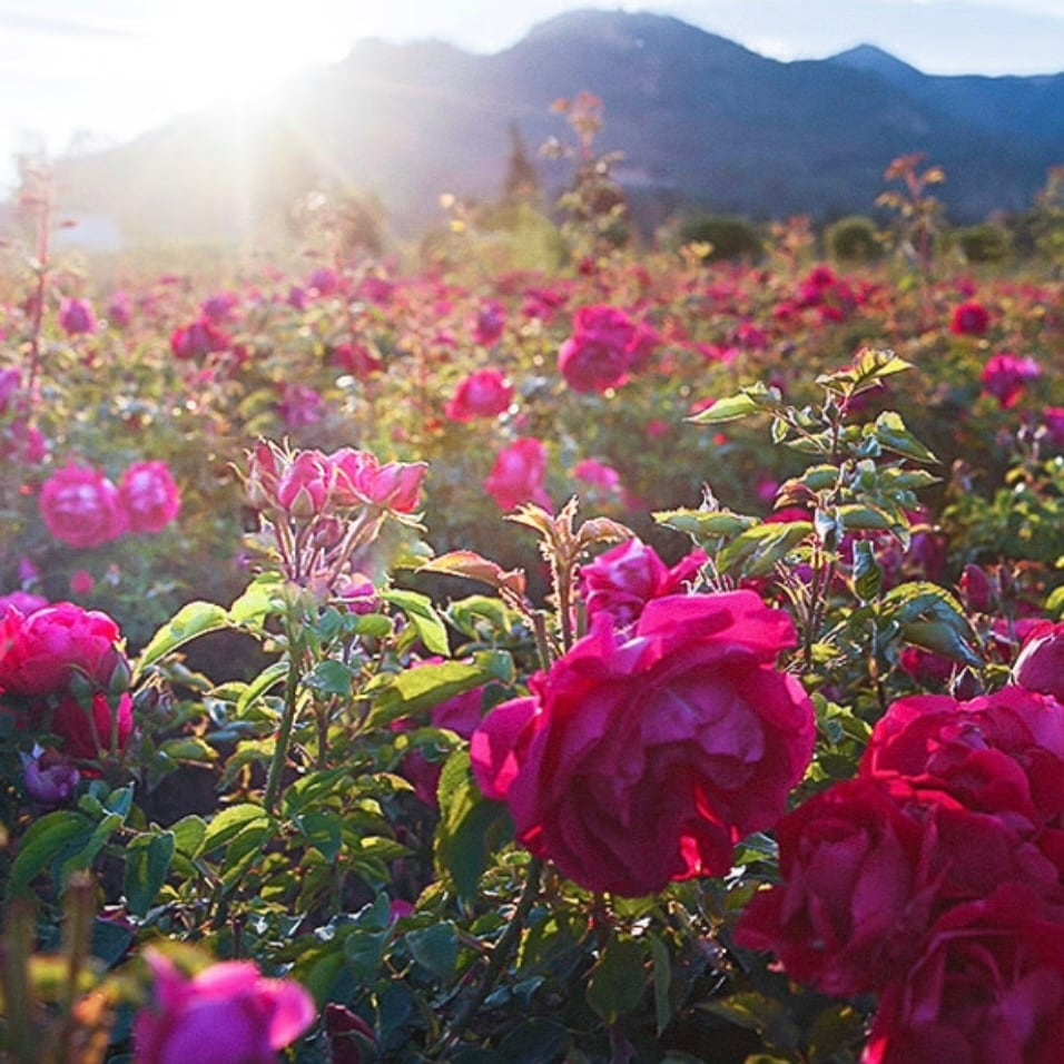花茶】墨紅玫瑰 25g/袋 | 五福茶荘