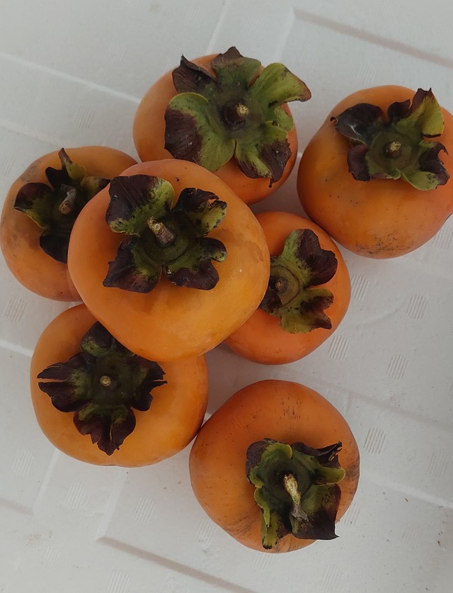 愛知県豊橋産次郎柿！1.3k