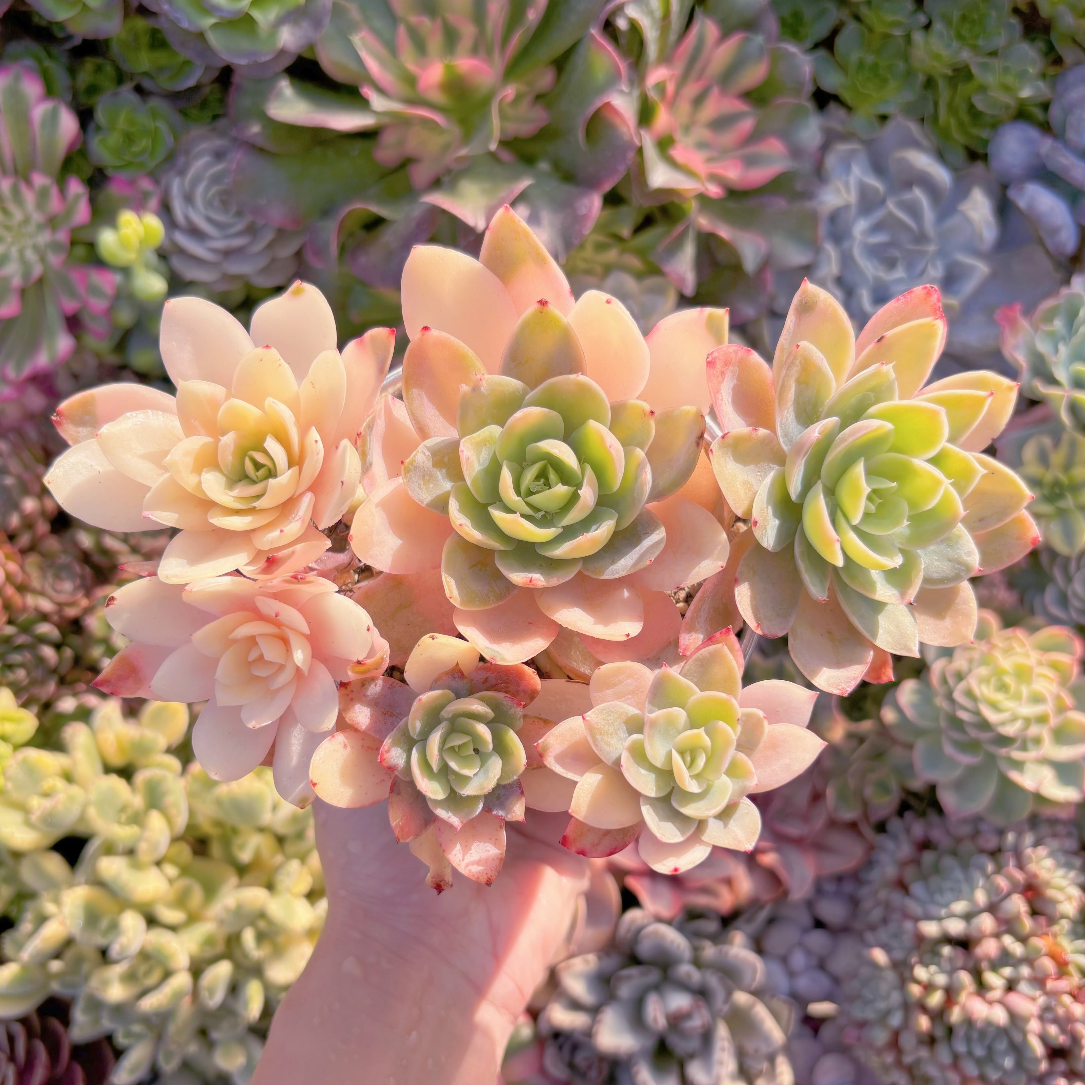 現品　シルクベール錦#M167　大群生　るる農園