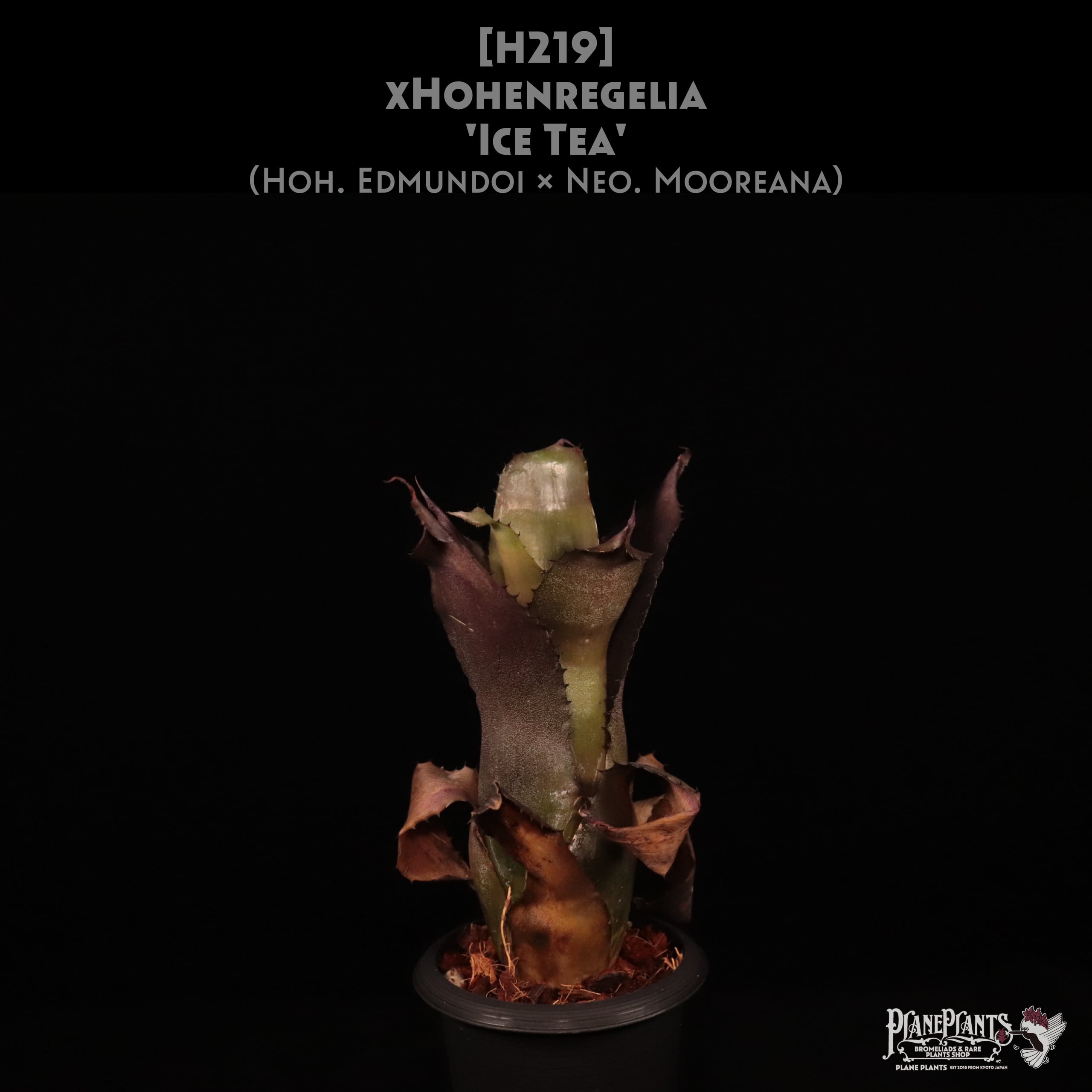 Hohenbergia | plane plants