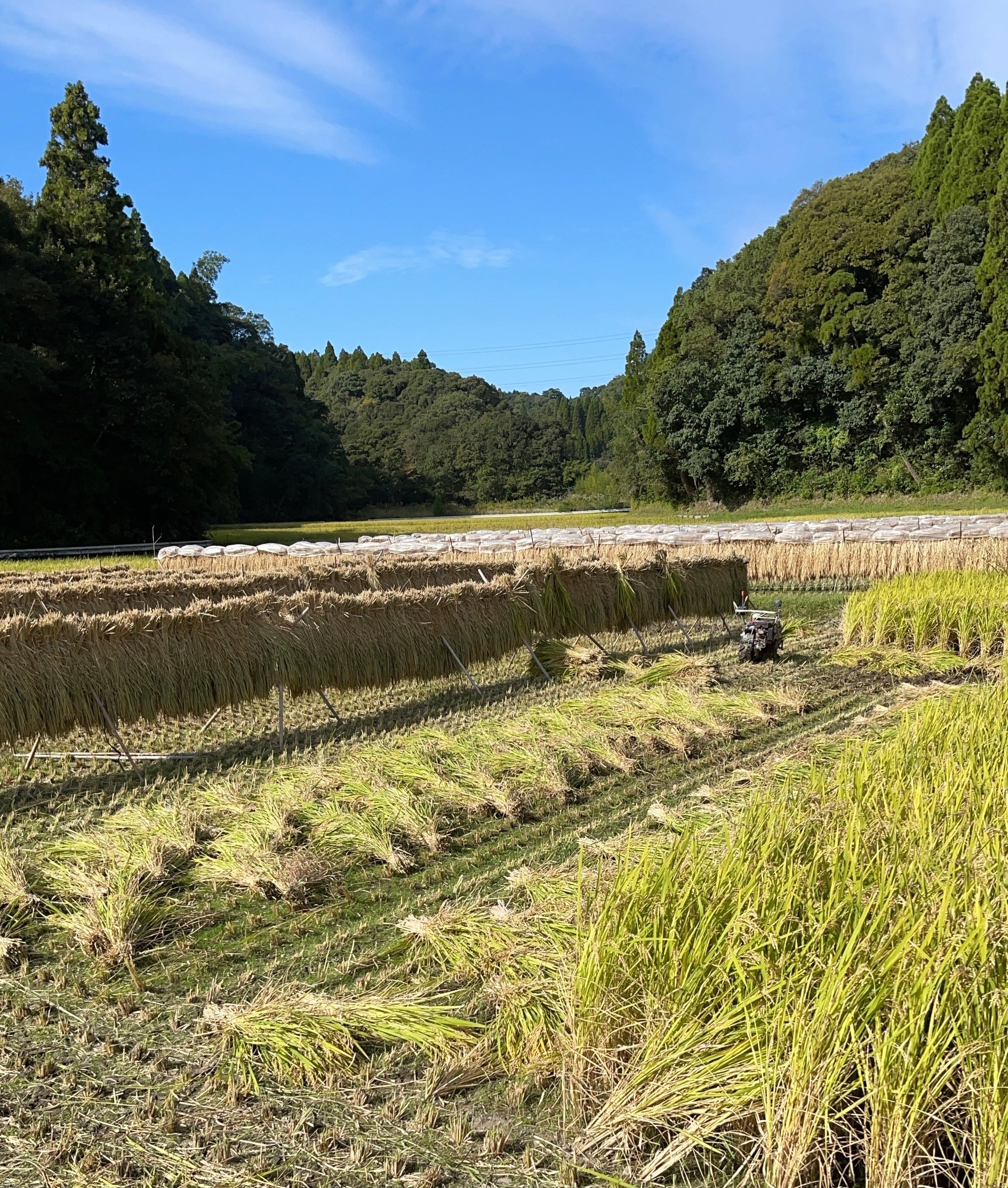 もち米　天日干し　さつま絹もち