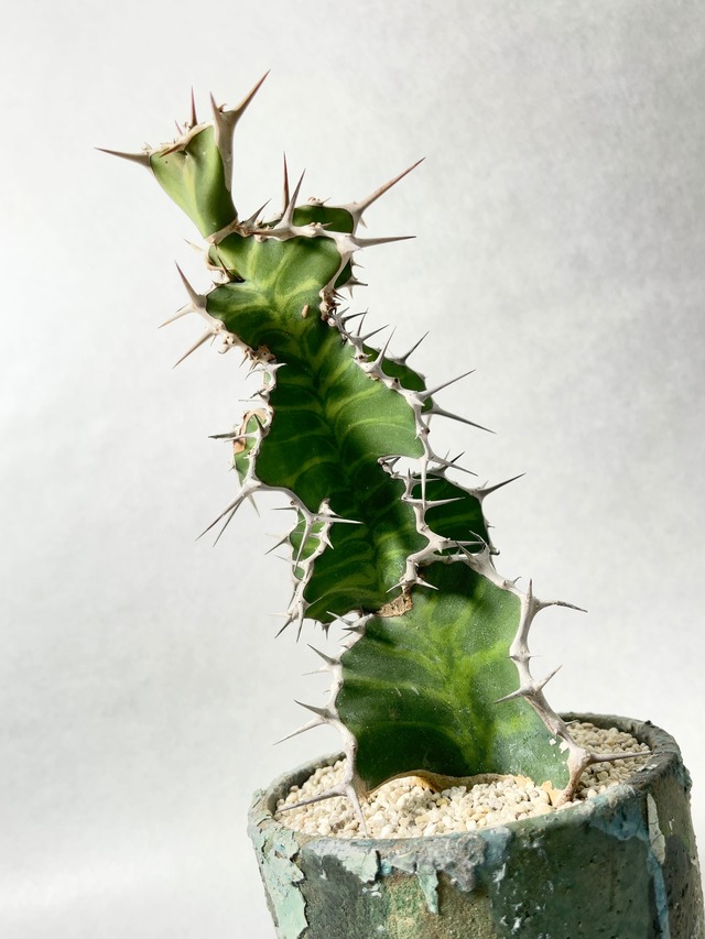 ユーフォルビアsp.