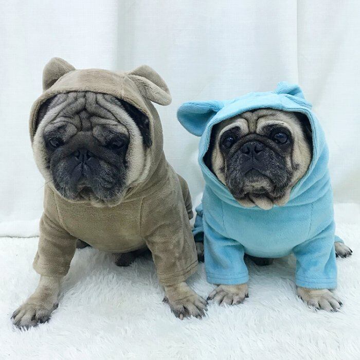 Km111opフレンチブルドック オールインワン パジャマ フリース生地 暖かい 犬服 ドックウェア いぬ Dearkm フレンチブルドック孔明