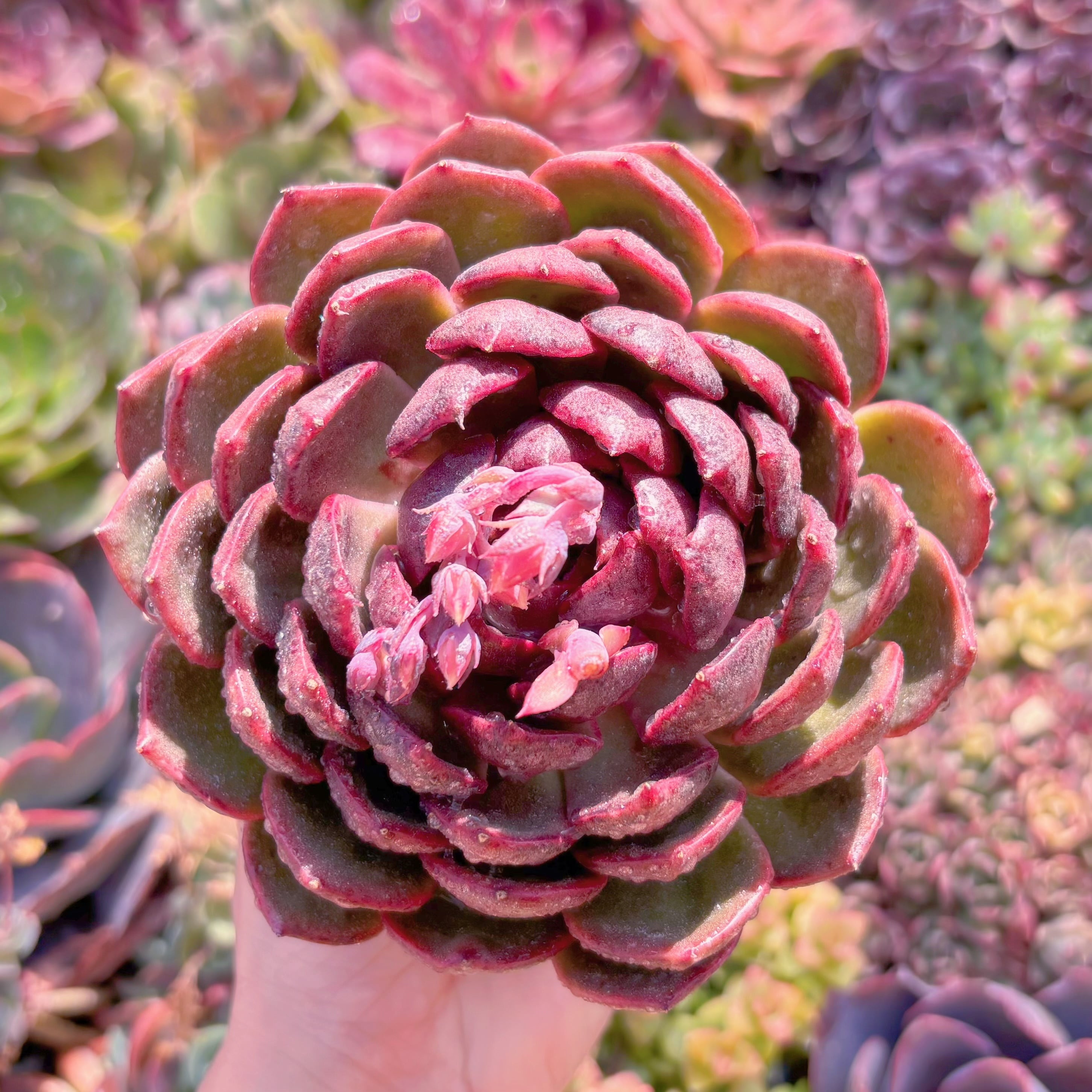 現品　ハックルベリー#A089　大苗　るる農園