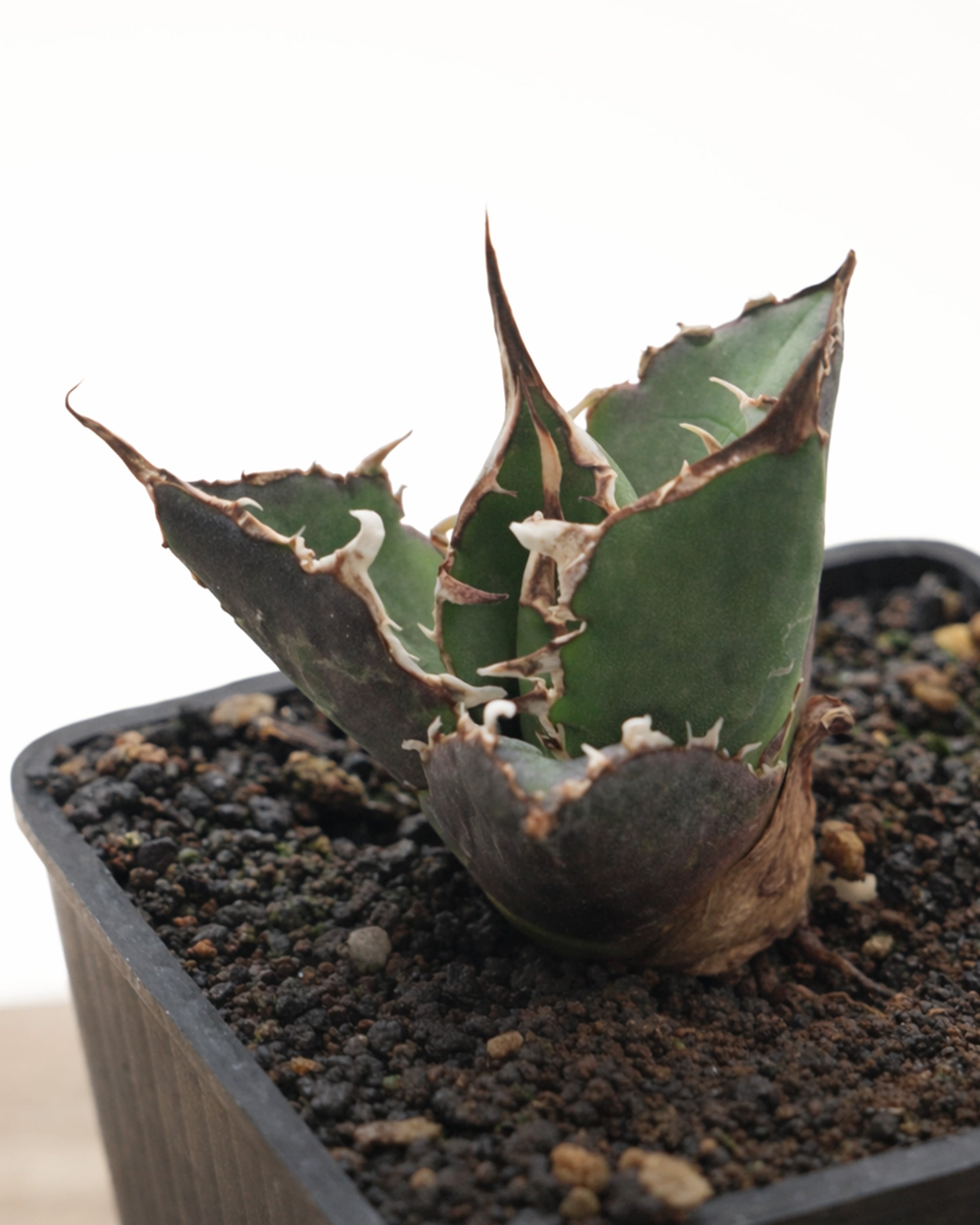 旧来白鯨 京都株 Agave titanota 'Hakugei' traditional Kyoto