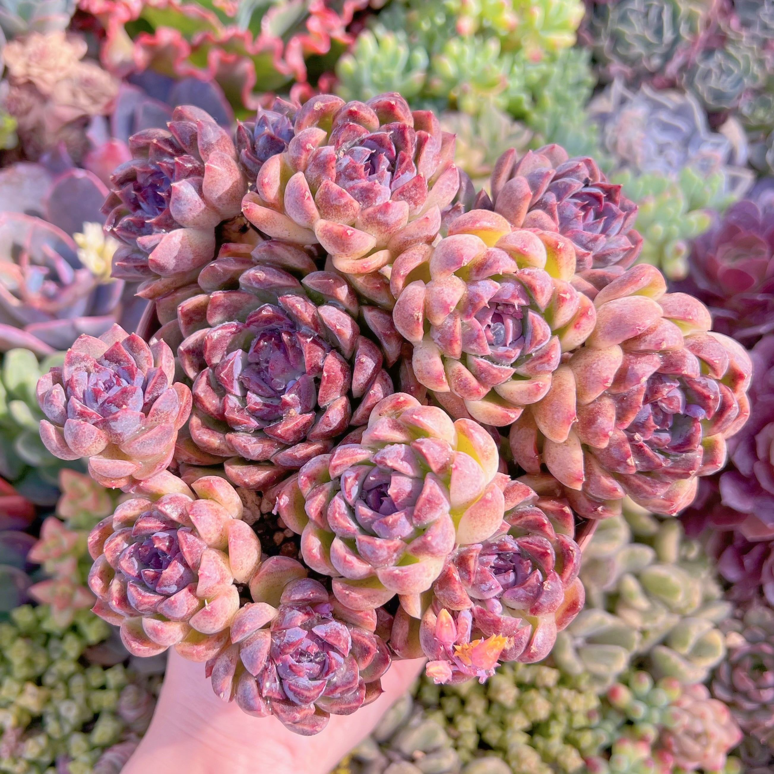 現品　ブラックベア#M232　特大群生　るる農園