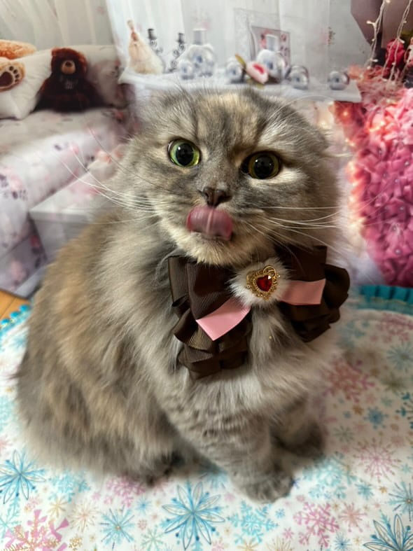 ☆ハートとリボンが素敵！フリル猫ちゃんチャーム☆ 【公式通販】