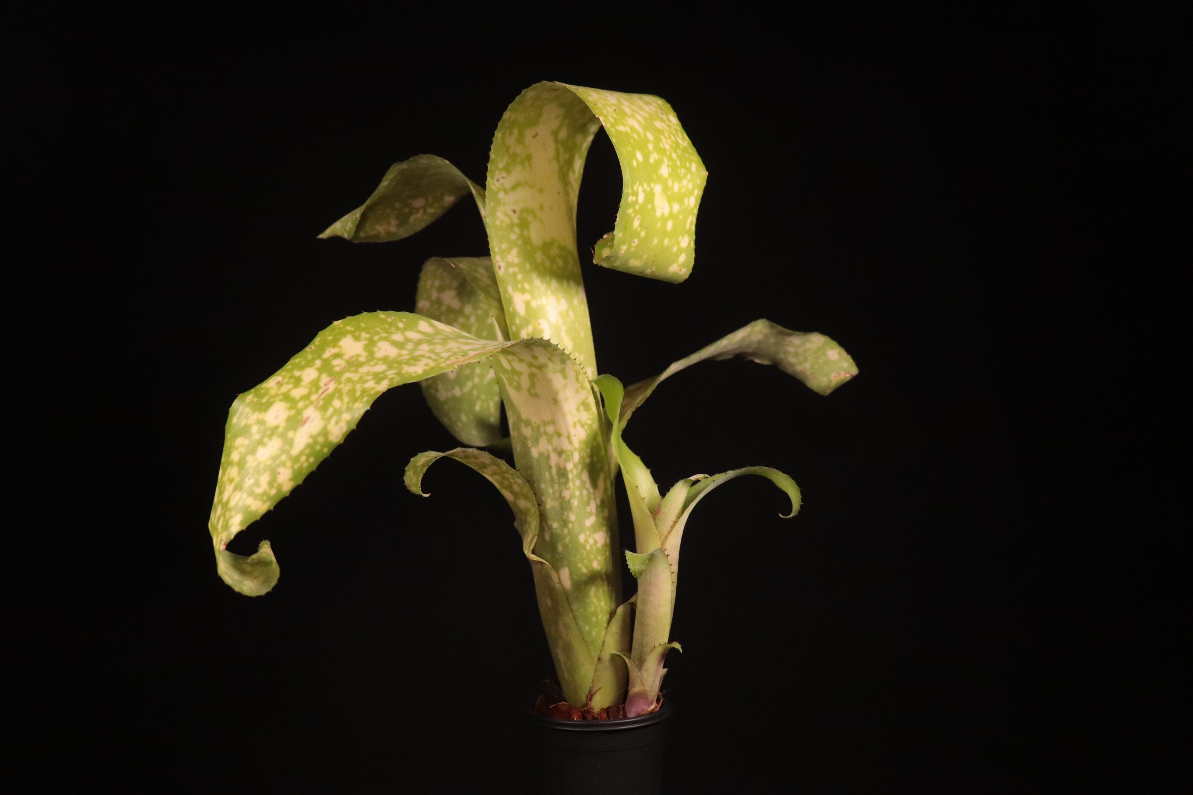 送料無料】Billbergia 'White Cloud'〔ビルベルギア〕現品発送B0215