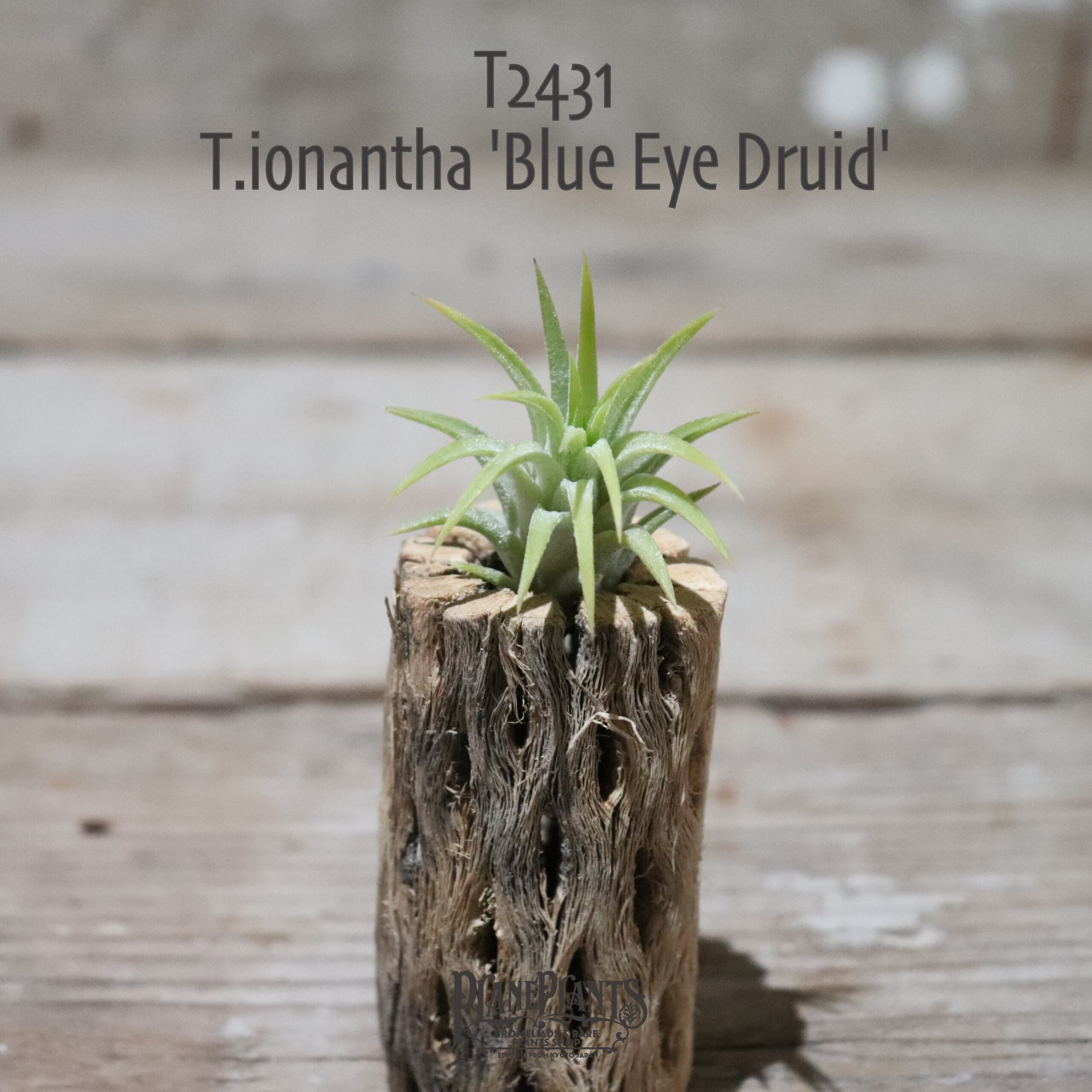 【送料無料】ionantha 'Blue Eyed Druid'〔エアプランツ〕現品発送T2431