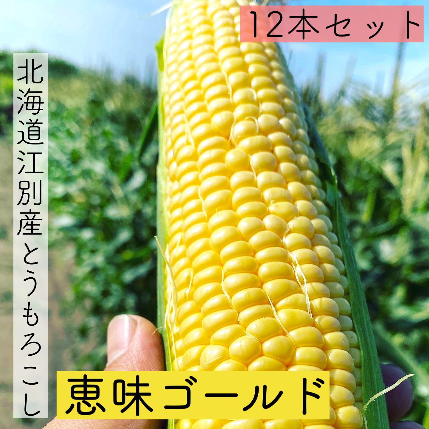 北海道江別産とうもろこし「恵味ゴールド」12本 | ふたりのマルシェ ...