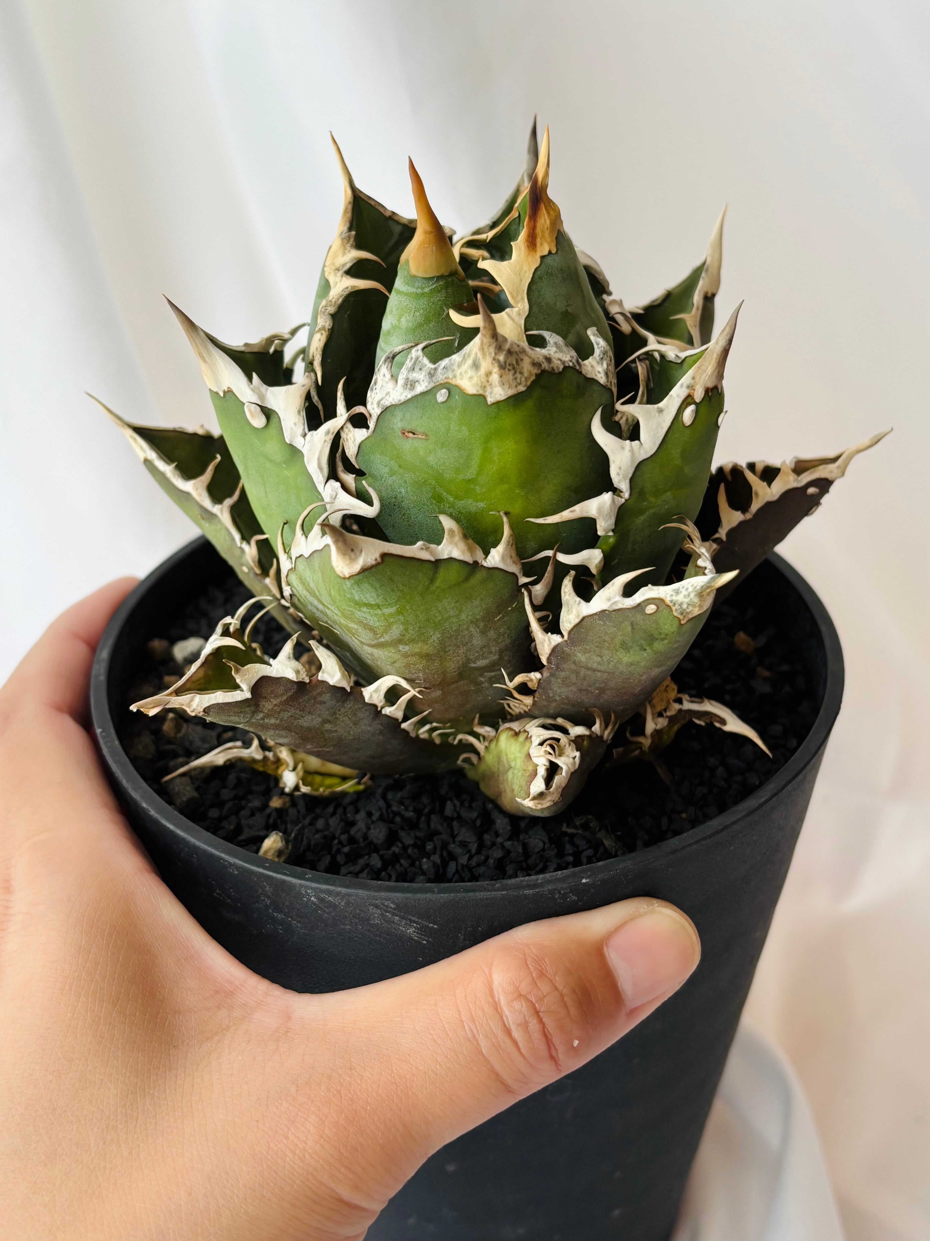 Agave titanota アガベ チタノタ ”レッドキャットウィーズル” 赤猫