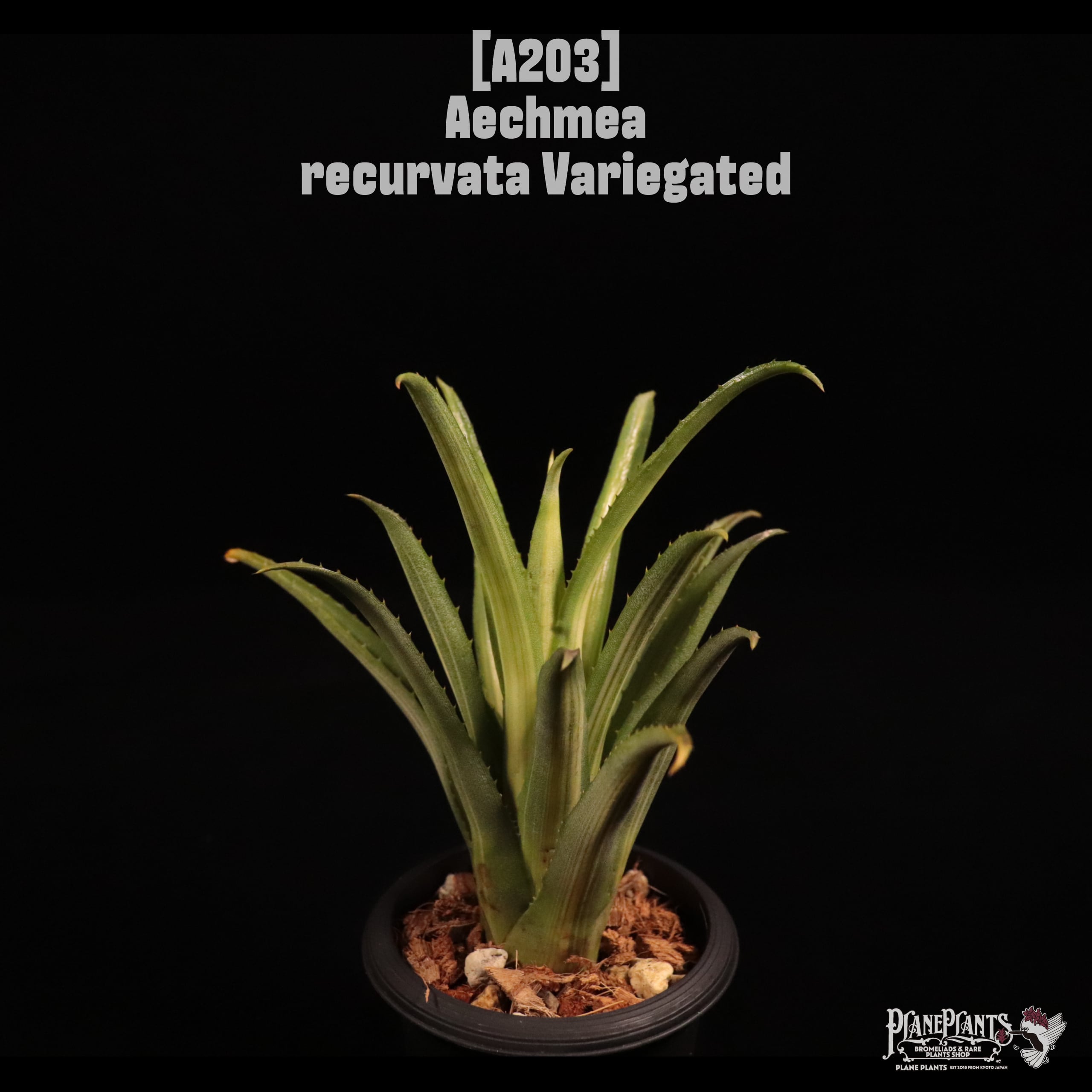 Aechmea recurvata Variegated〔エクメア〕A203