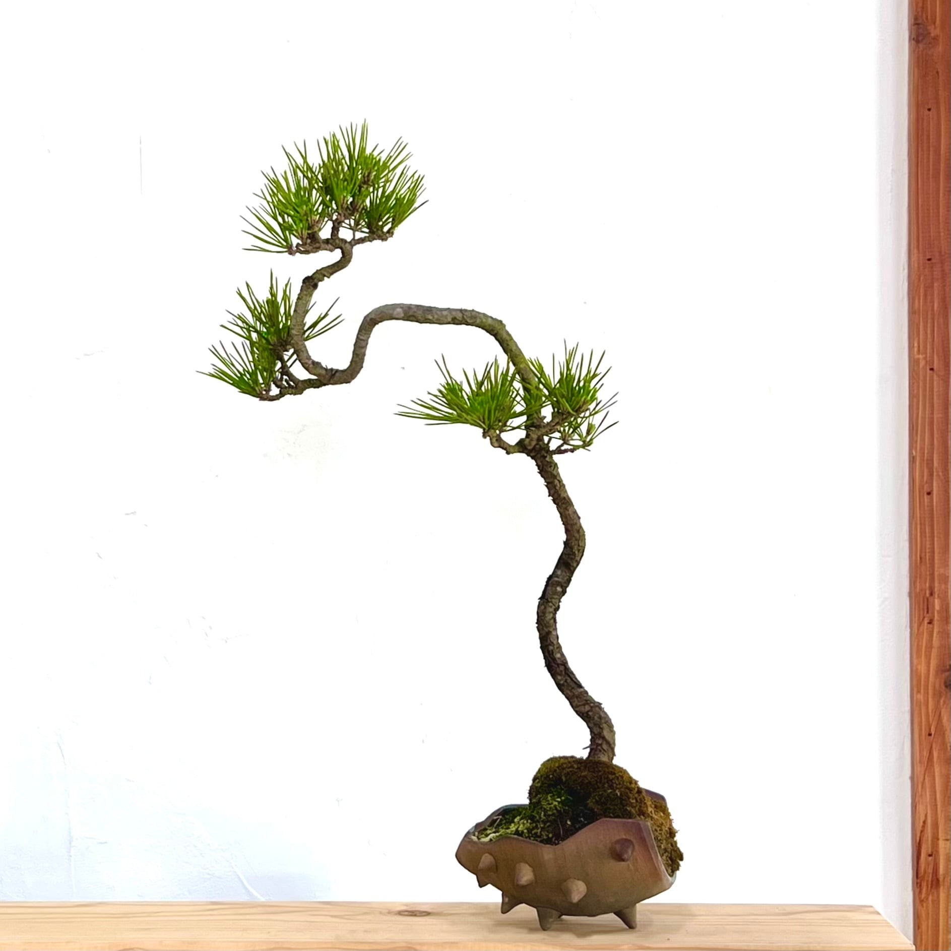 ツツジ 紫八重 ミニ盆栽｜高さ 約18cm | BONSAI Labo ウエブショップ