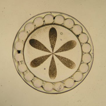 アスタリスタ 130【7333010】/トアルソンTOALSON | トアルソン/Toalson