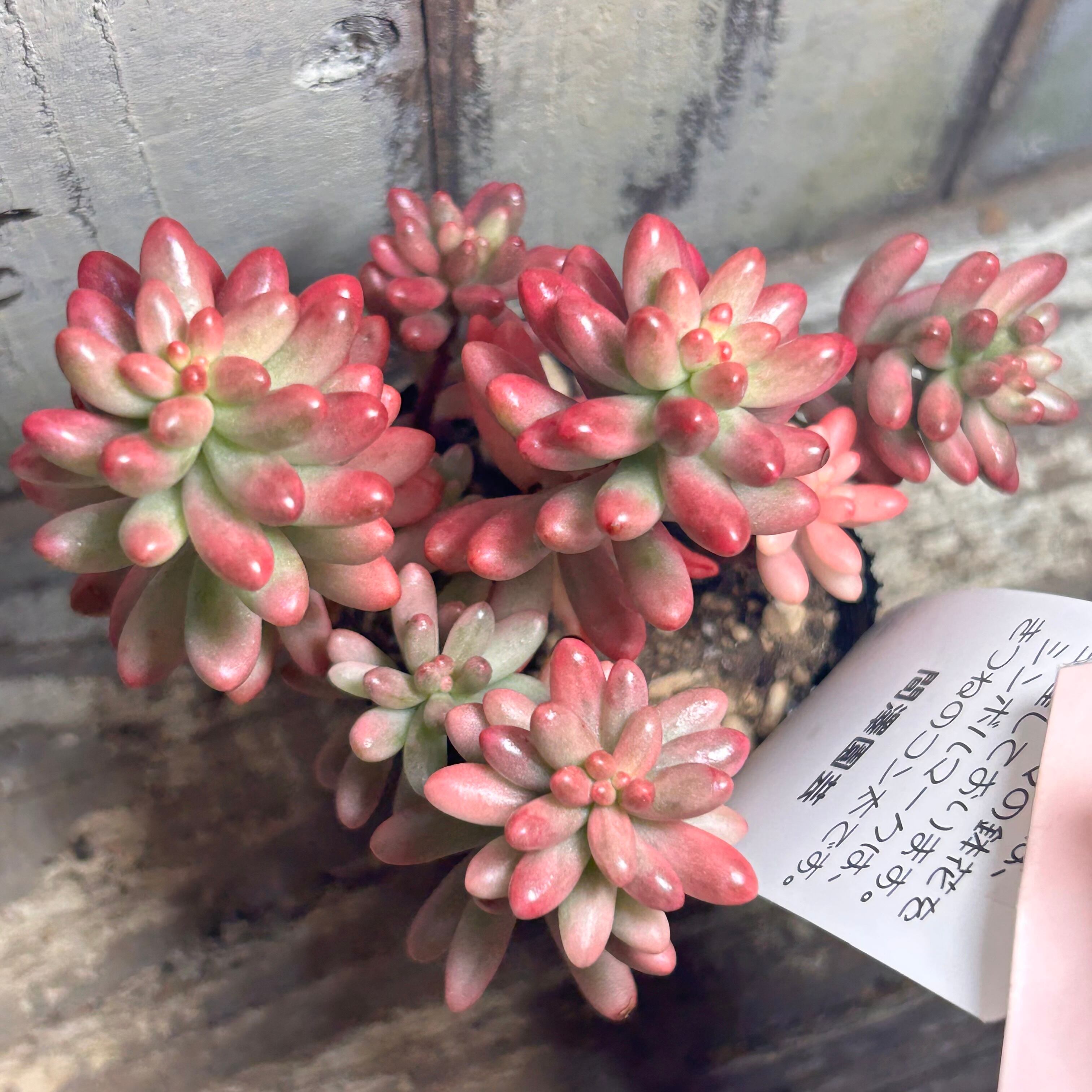 コーニッシュトリビュート アエオニウム | RuPo 多肉植物専門店