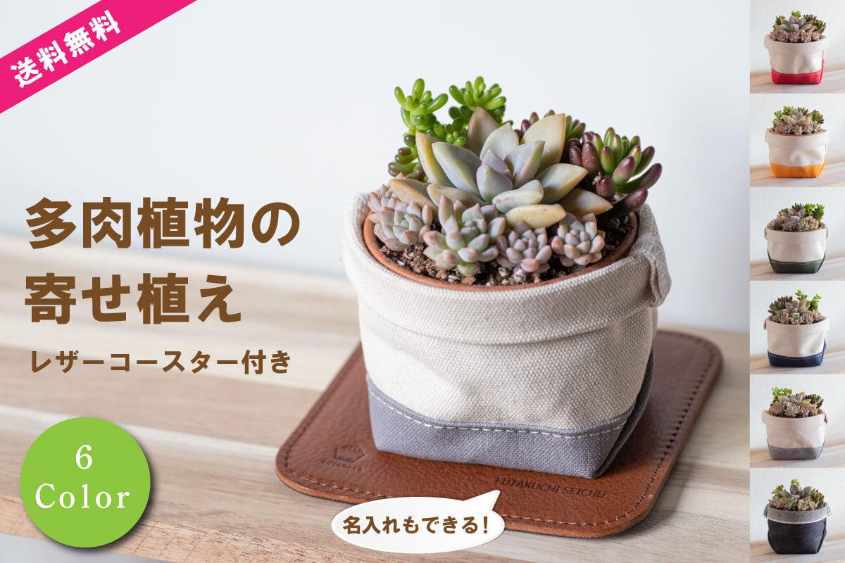 多肉植物☆寄せ植え3点セット