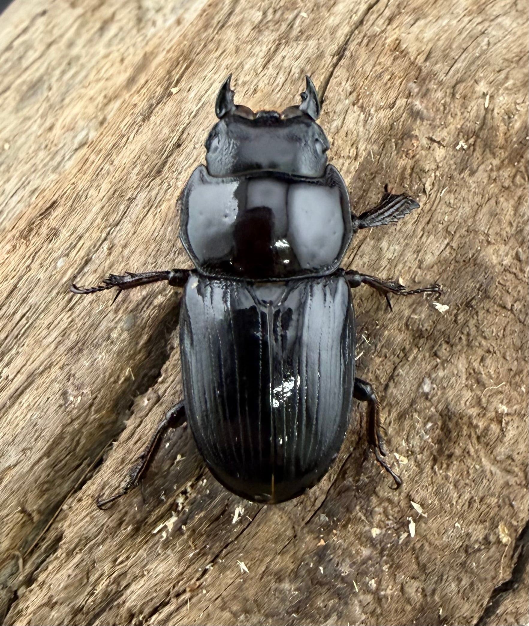 スキットオオクワガタ 35mm ペア》 | KPW公式オンラインショップ