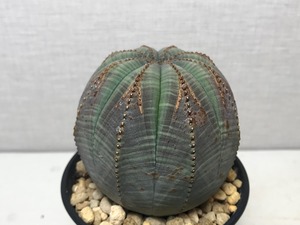 ユーフォルビア オベサ
