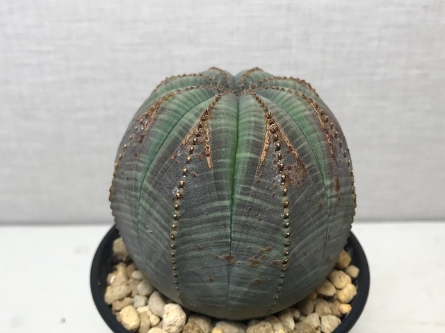 ユーフォルビア オベサ