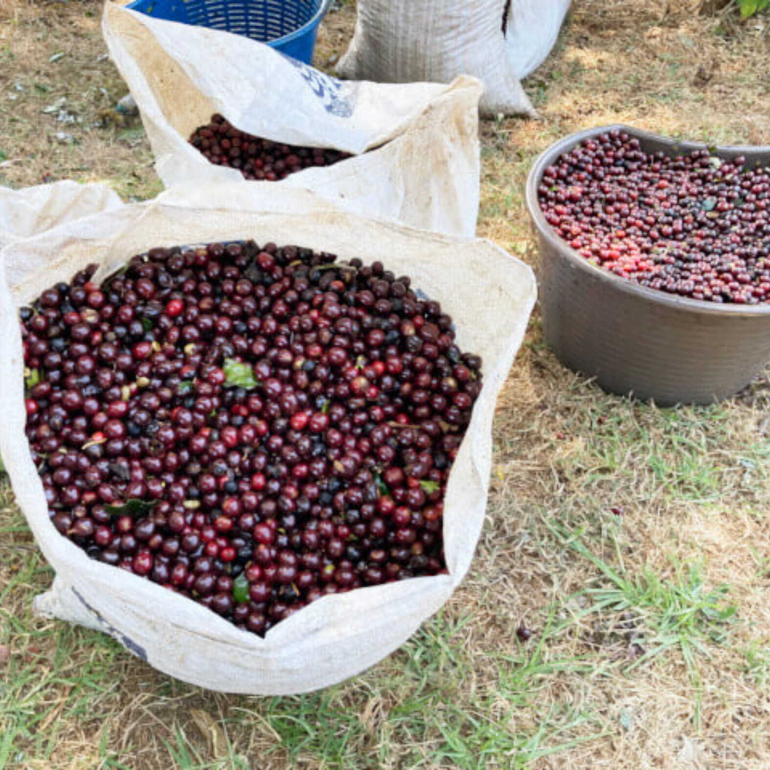 コスタリカ モンテジャノボニート農園 ブラックハニーナチュラル 中浅煎り 150g