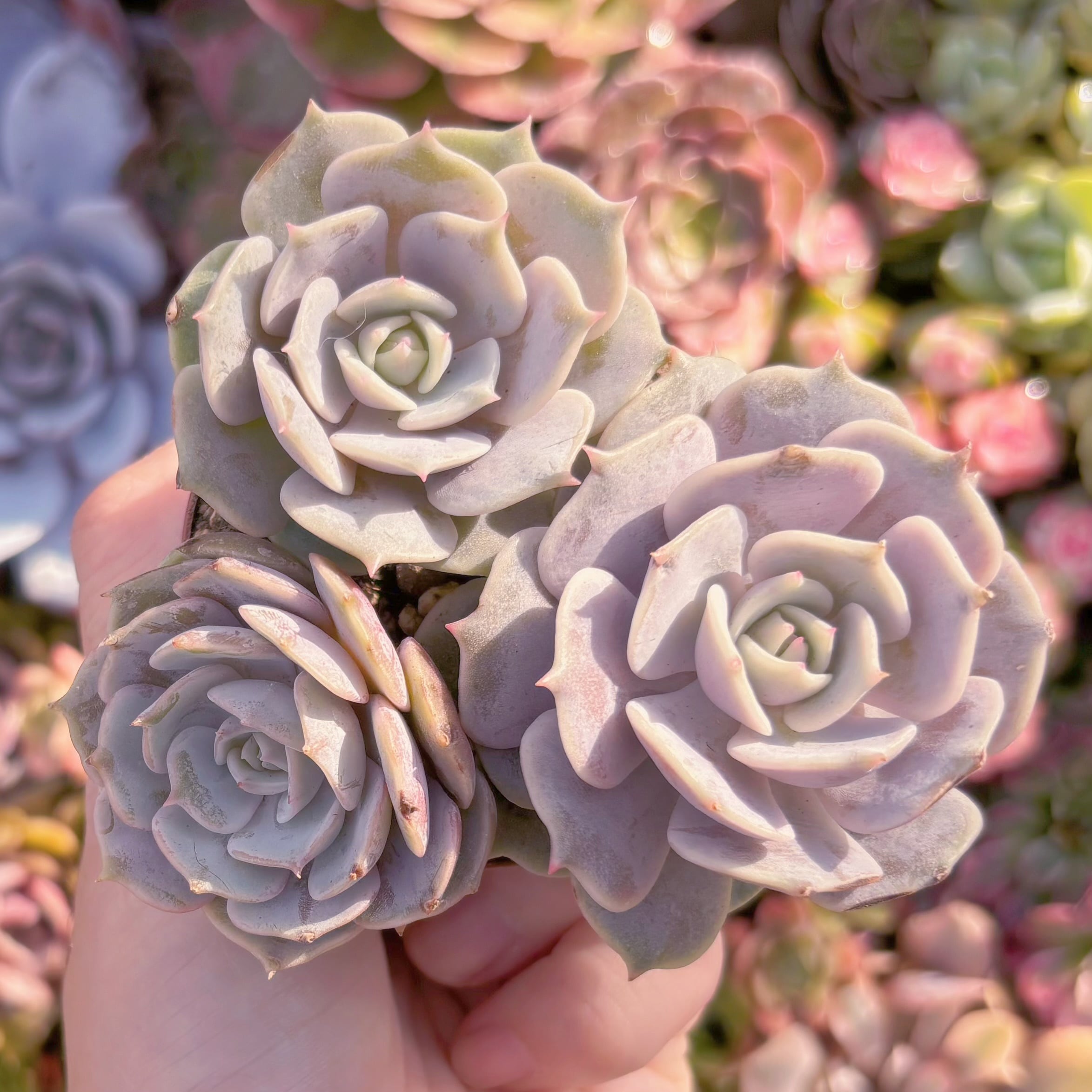 現品　ローラ#906　新入荷　るる農園