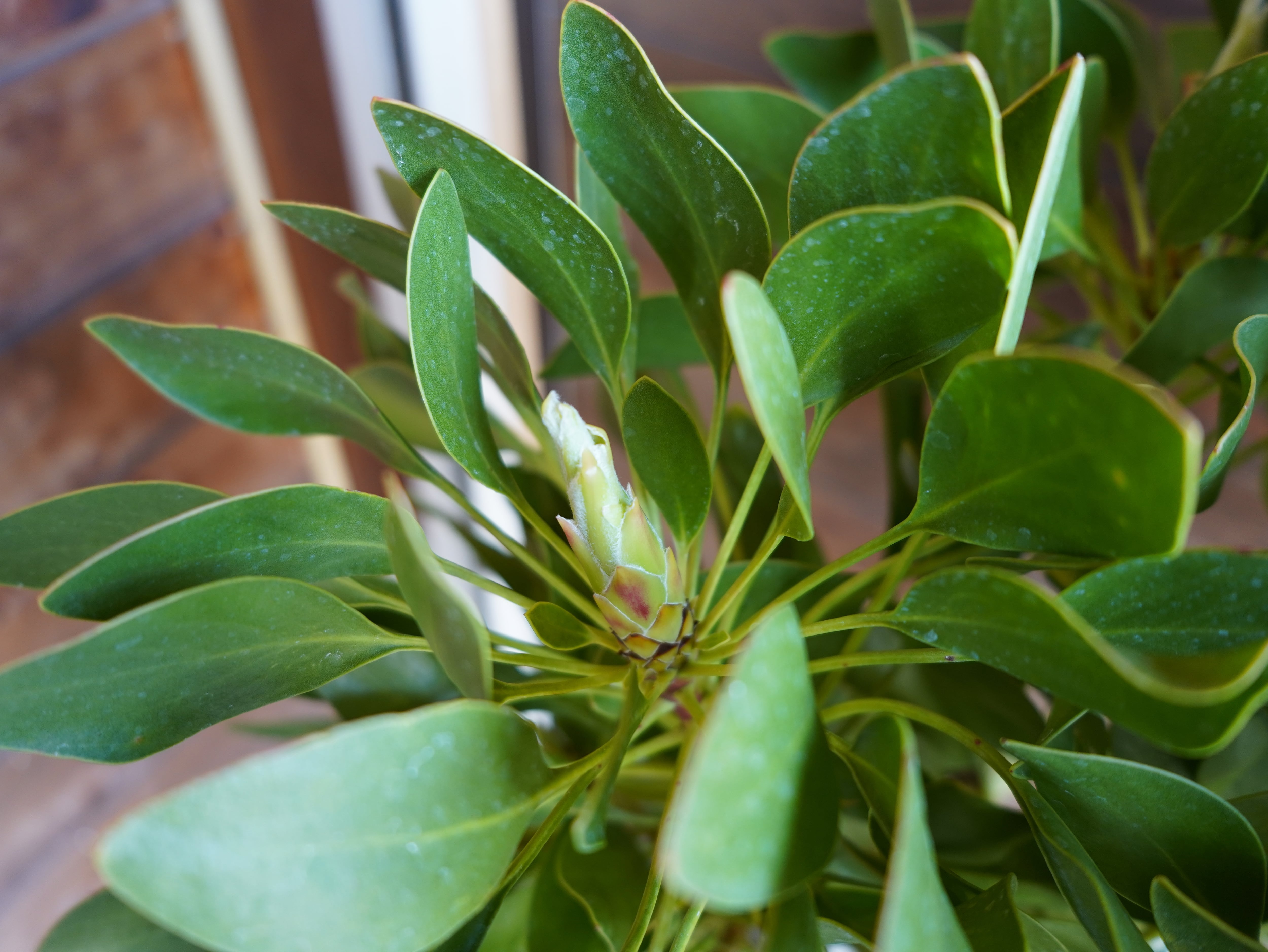 【現物】プロテア　シナロイデス　１０号