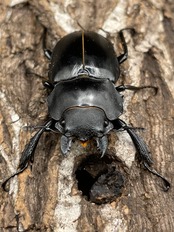 【WD】超大型大歯《アルケスツヤクワガタ 96mm ペア》