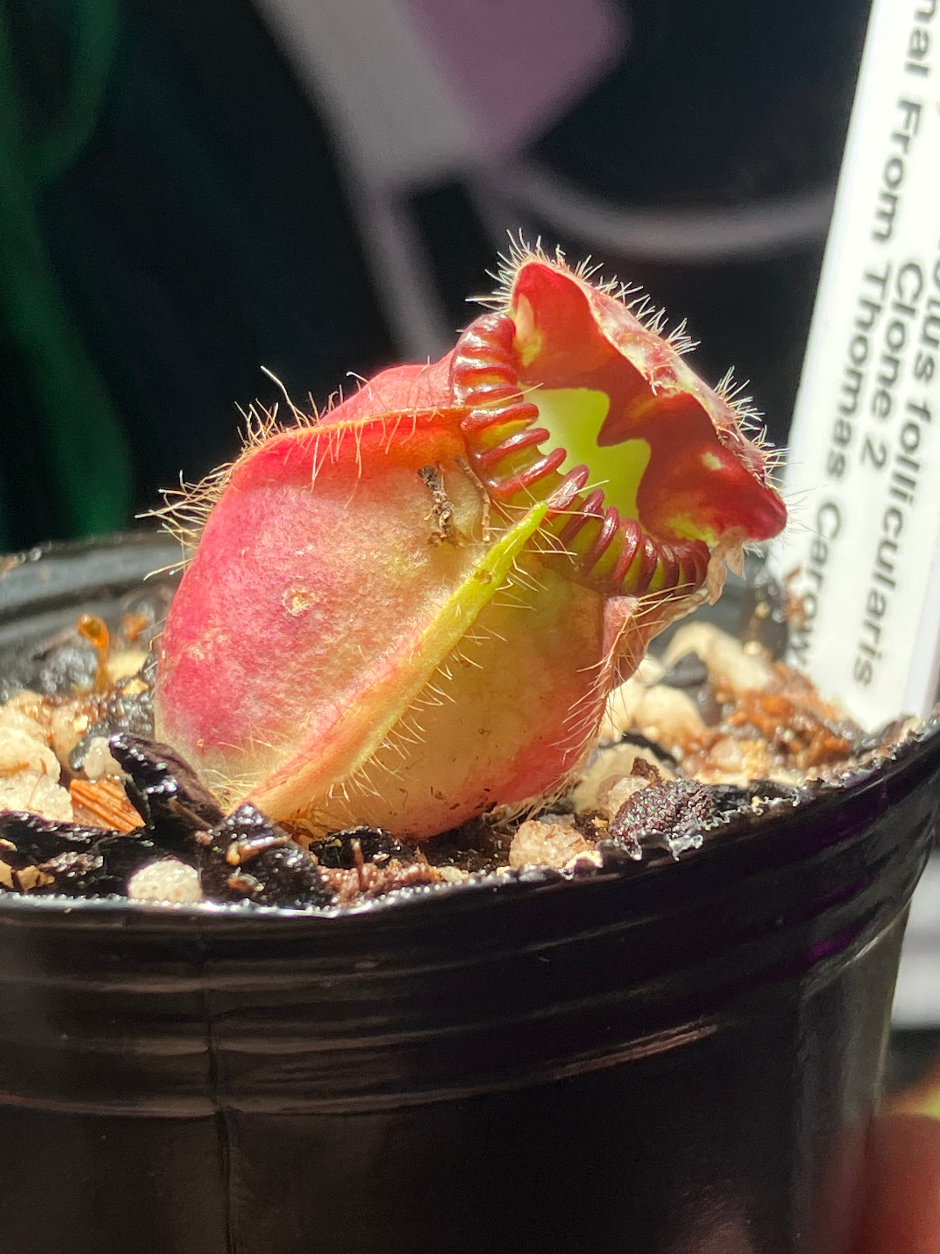 その他観葉植物 Cephalotus follicularis Garman Giant C.C Cephalotus follicularis Garman Giant C.C