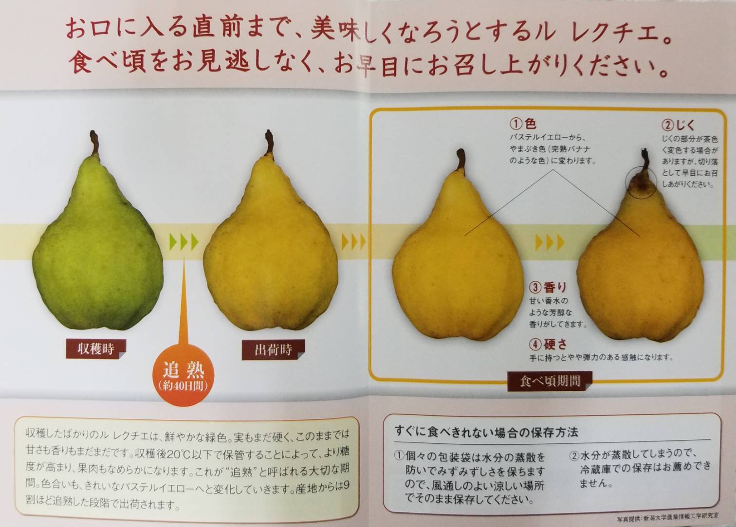 新潟特産 ル レクチェ 5 6玉 2kg ギフト お歳暮 プレゼント 洋ナシ 梨 ふるさとのかほり