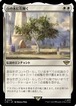 MTG《白の木に花開く/Flowering of the White Tree(LTR)》日本語