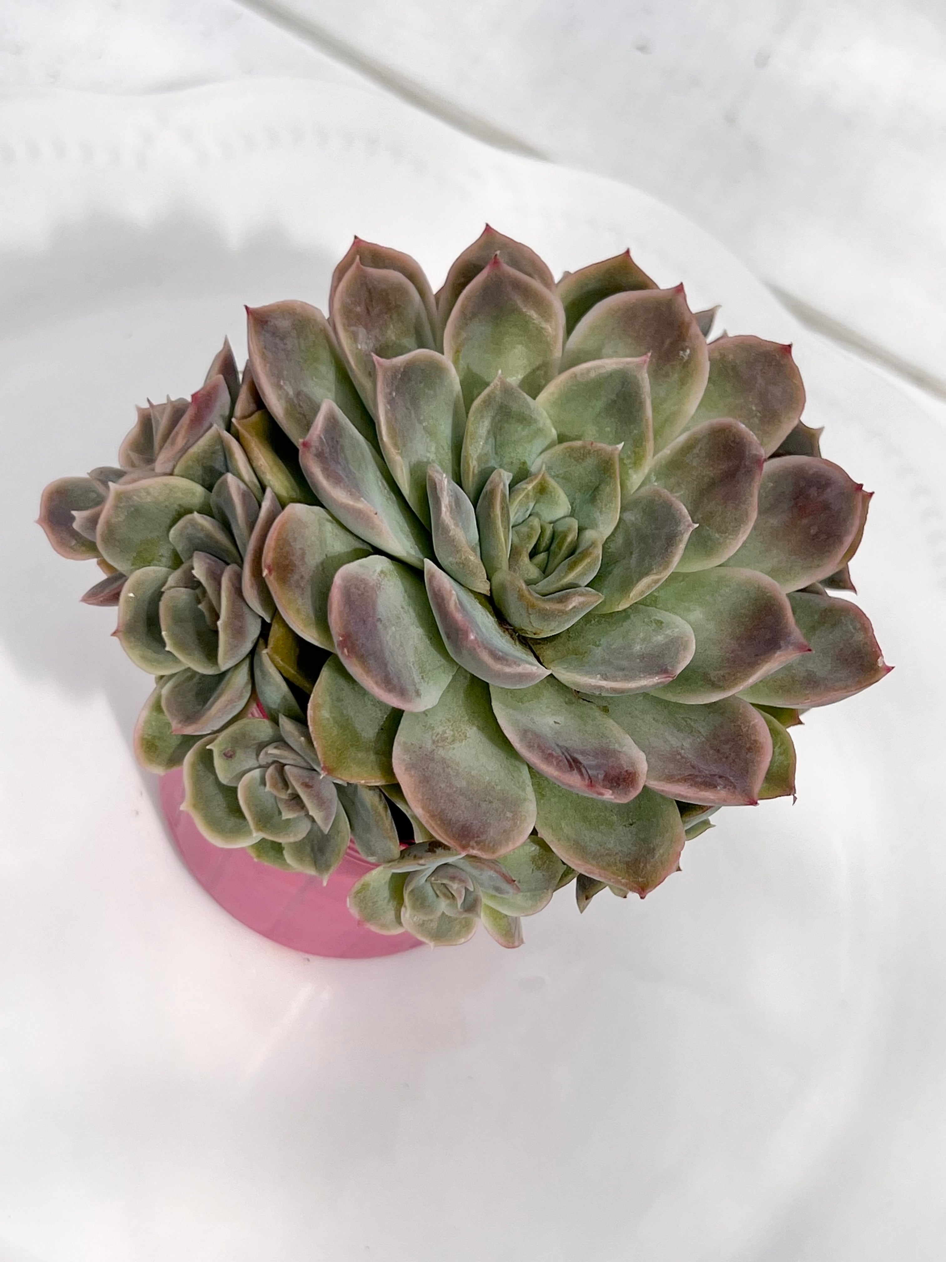 21#多肉植物アエオニウム錦❤️ 翡翠琉璃 ❤️28-30頭28cm 拔き苗 21#多肉植物アエオニウム錦❤️ 翡翠琉璃 ❤️28-30頭28cm 拔き苗 21