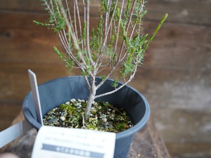 【現物】ビューフォーティア　プルプレア　C