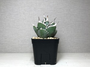 アガベ チタノタ 南アフリカダイヤモンド