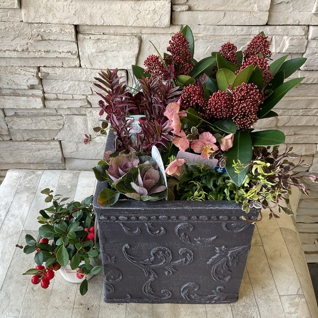 自分で作る寄せ植え苗セット スキミア赤のシックな寄せ植え 橋本種苗園